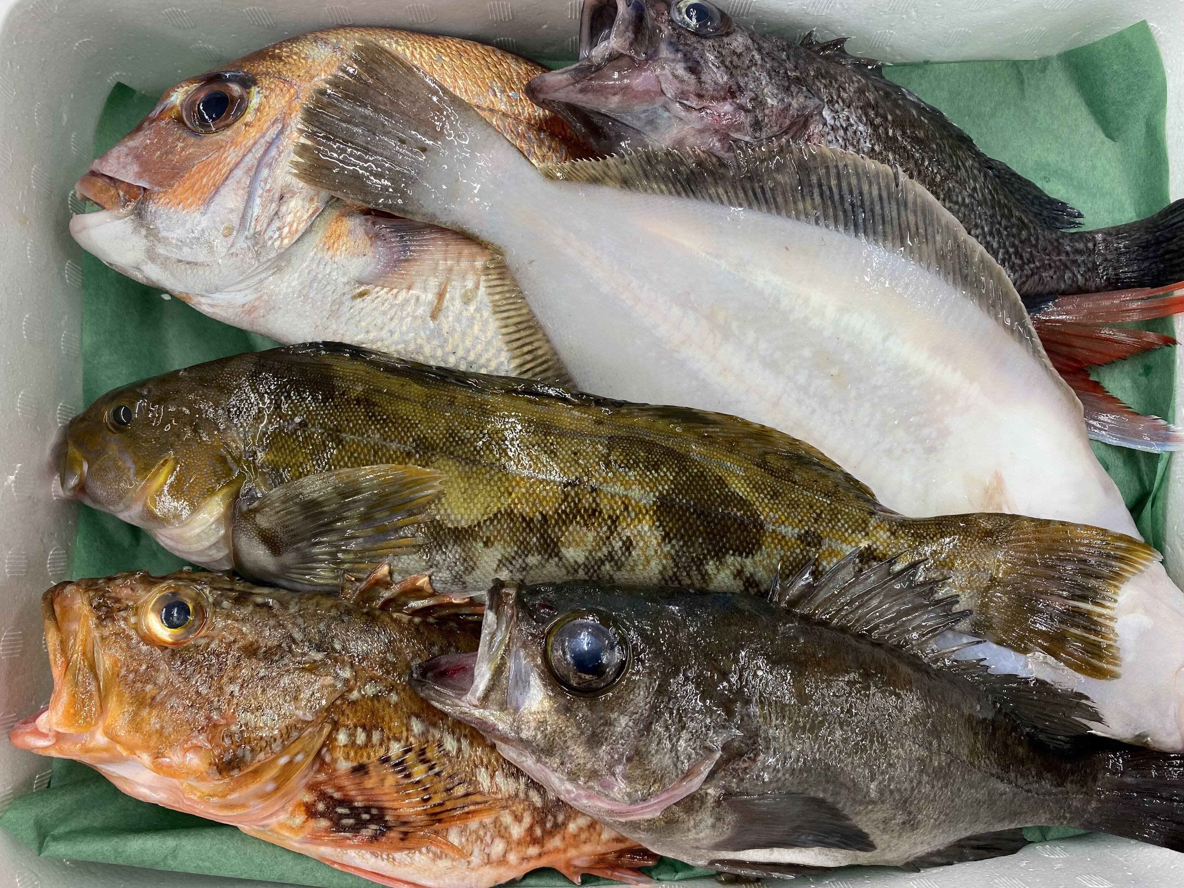 速くおよび自由な 美味しい 高級食材として 方々 魚 ホウボウ １kg 約1 ２尾 北海道 Www iwearparts Com