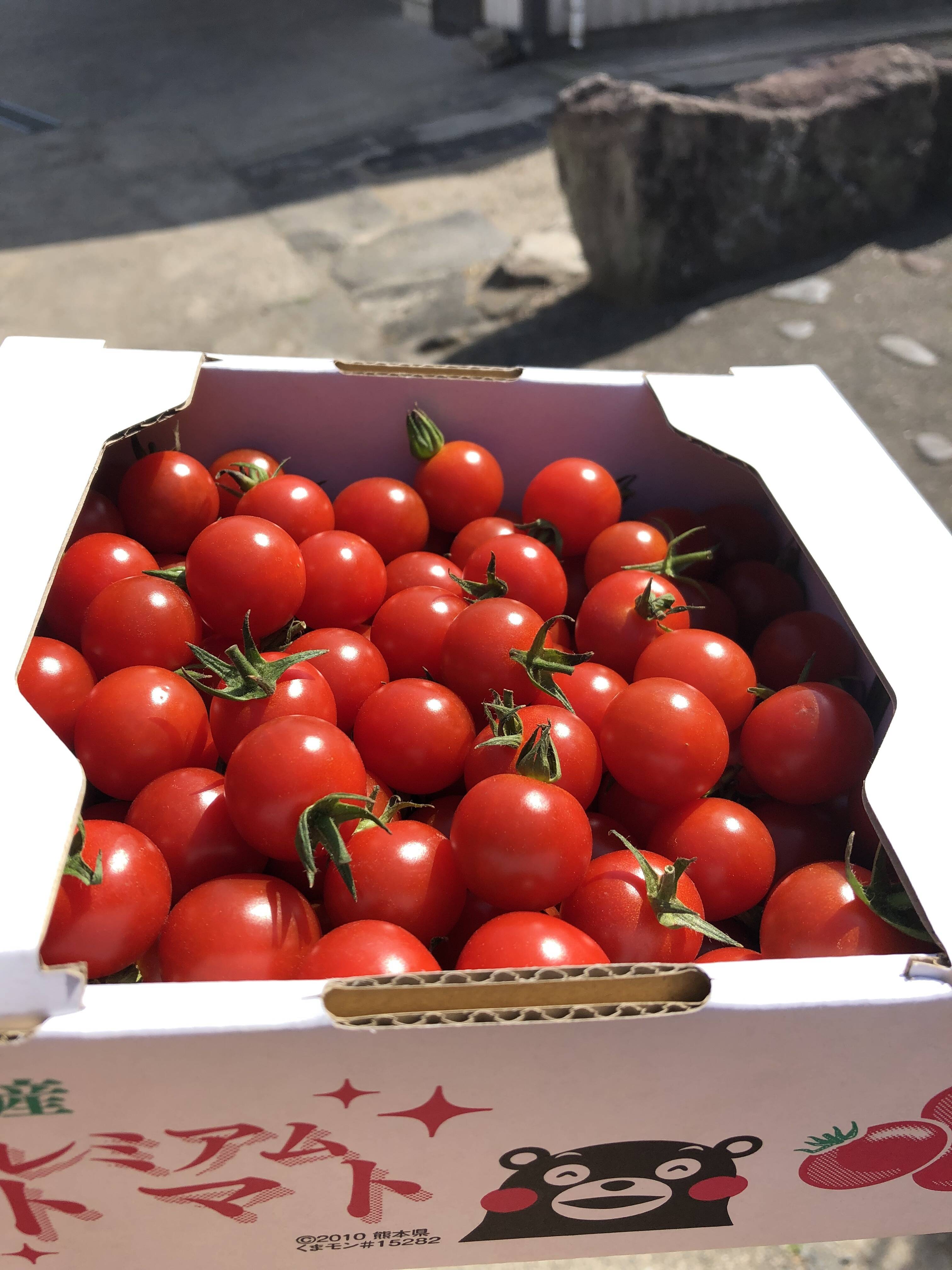 【朝採れ】【高糖度】子供にも大人気！熊本県産絶品ミニトマト！　1Kg ※ミニトマトが割れたり潰れたりする事があるので多少多めに入れております。