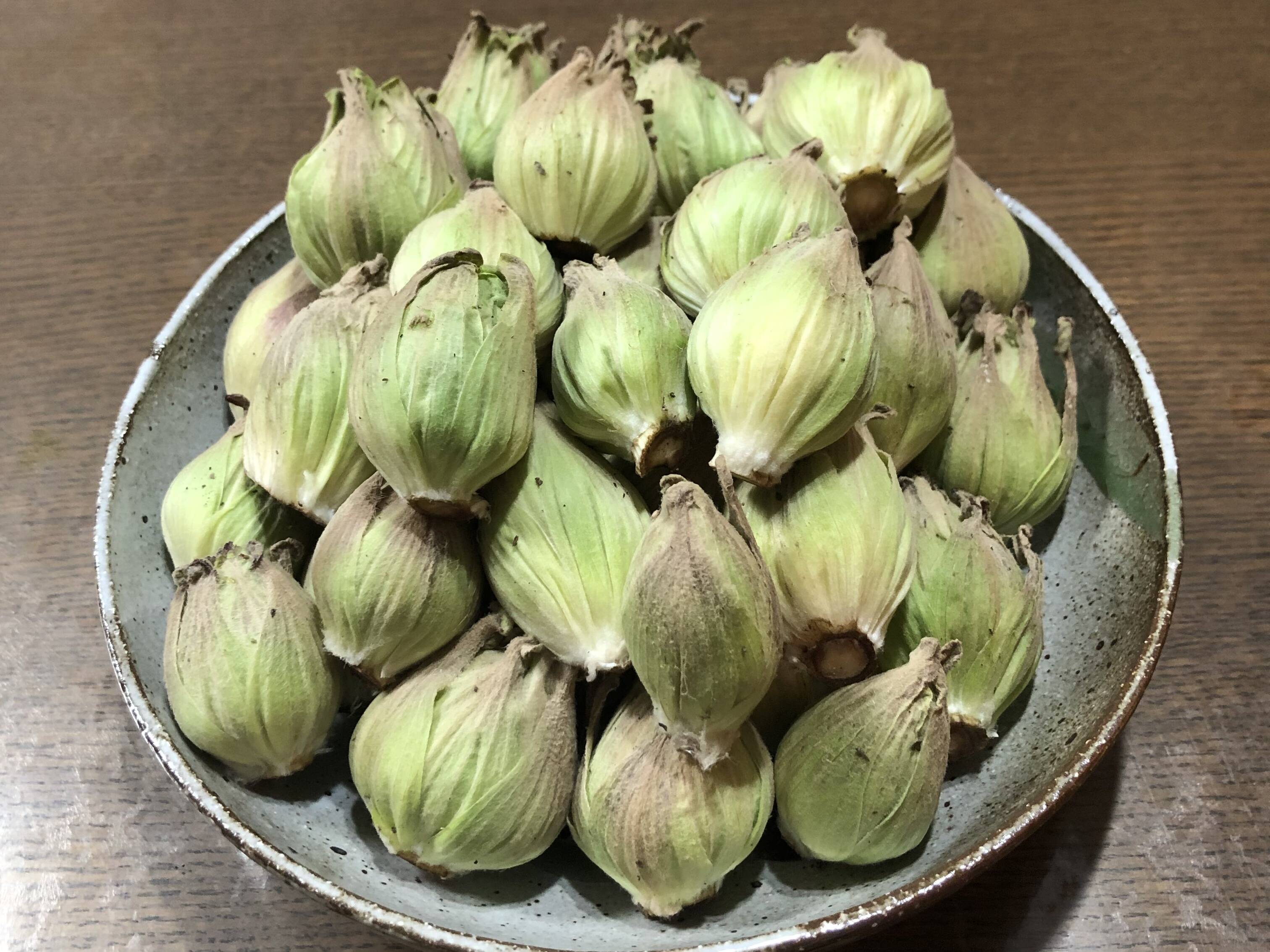 水ブキ フキ ふき ふきのとう 苗 フキの苗 野菜 - 野菜