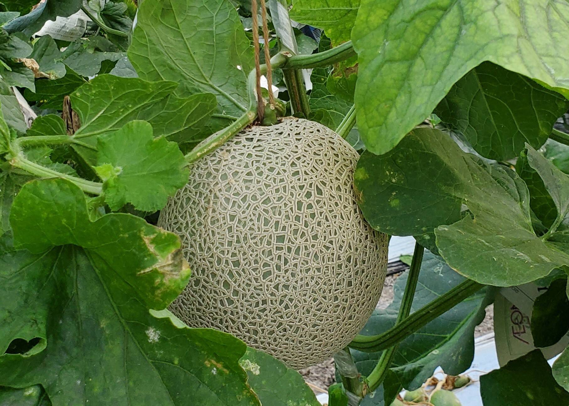 数量限定 冬の愛果菜メロン １玉入 熨斗付き 長崎県産 食べチョク 農家 漁師の産直ネット通販 旬の食材を生産者直送