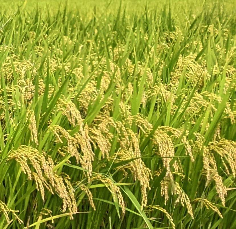 令和5年産 新米10 kg 】本当においしいお米食べた事ありますか