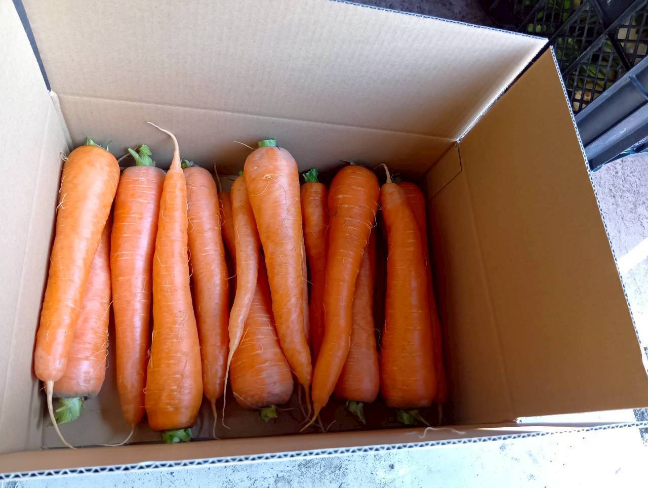 甘さ多めの寒じめ有機人参 3Kg：徳島県産の向陽｜食べチョク｜産地直送