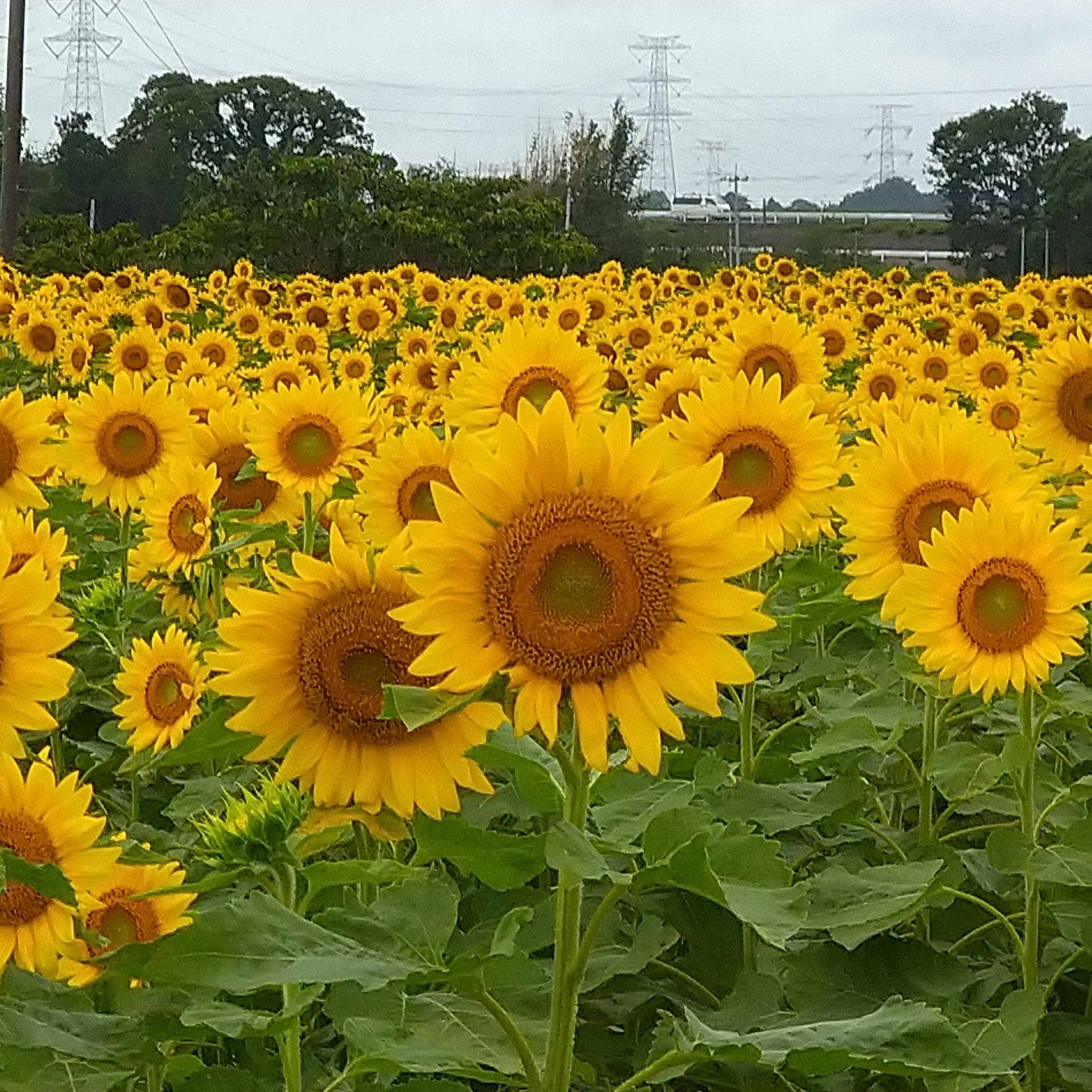 低温圧縮生絞り ビタミンeたっぷり 国産 ハイオレイック ひまわり油 茨城県産 食べチョク 農家 漁師の産直ネット通販 旬の食材を生産者直送