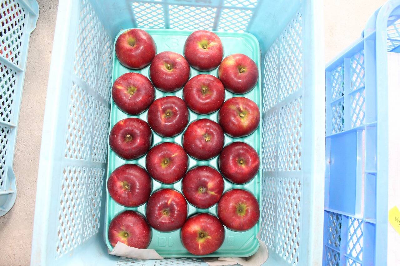 紅玉18玉 A級：長野県産の紅玉｜食べチョク｜産地直送(産直)お取り寄せ