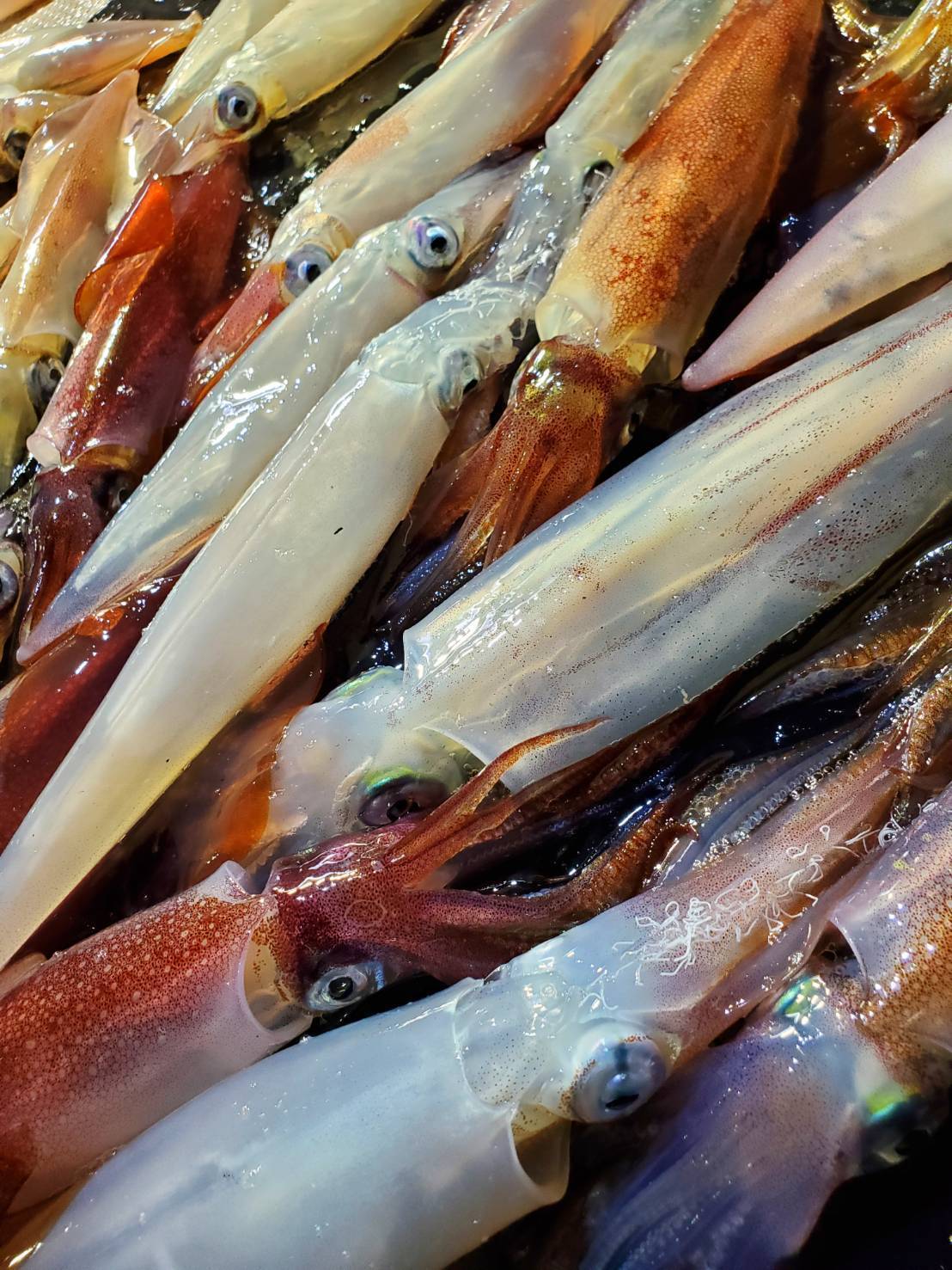 真空冷凍 今年ラスト2個 萩産 剣先イカ1kg 胴長10 山口県産の魚 食べチョク 産地直送 産直 お取り寄せ通販 農家 漁師から旬の食材を直送