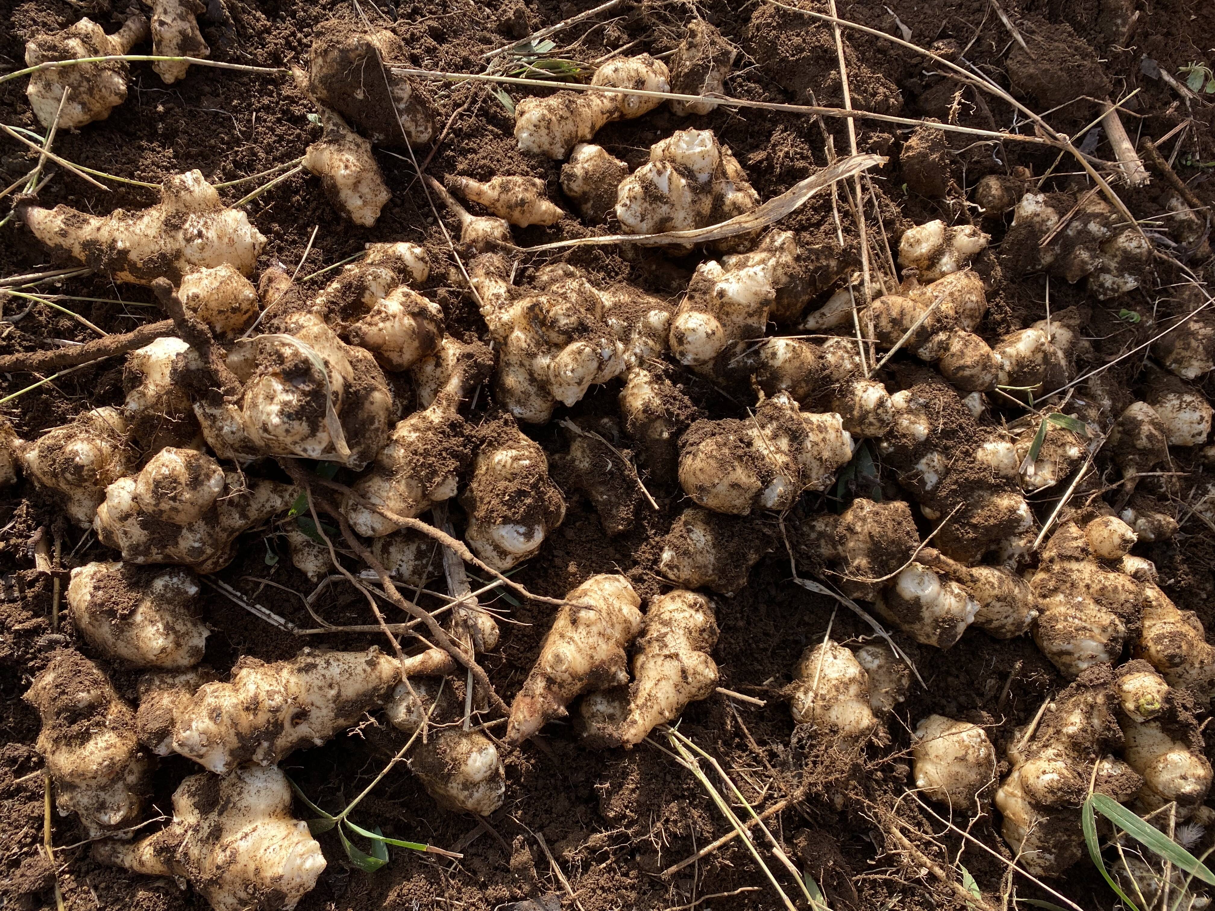 はぴぱらのキクイモ(2kg)：茨城県産の白菊芋｜食べチョク｜産地直送