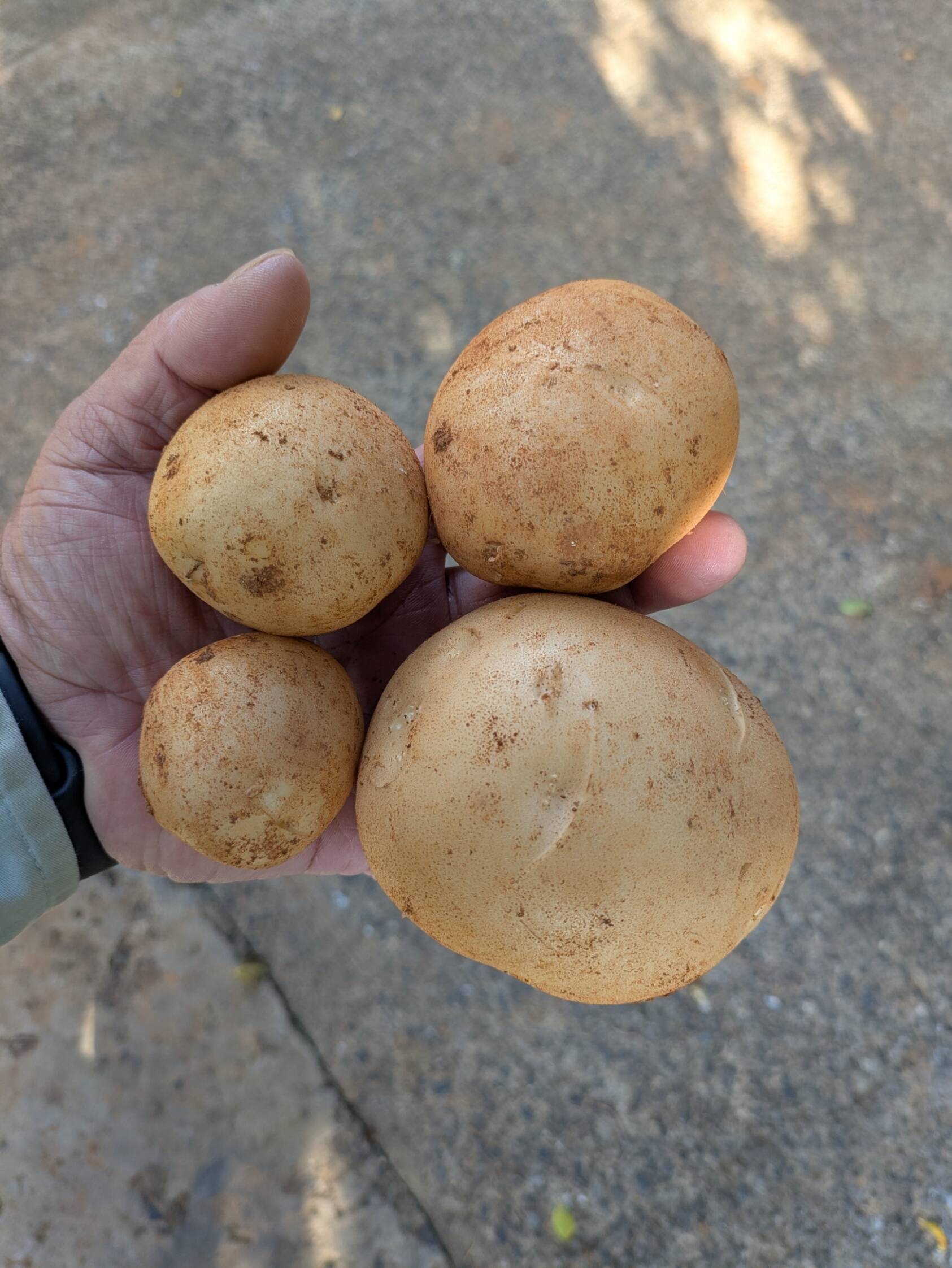 沖永良部島産新じゃがいも 8キロ：鹿児島県産のニシユタカ｜食べチョク