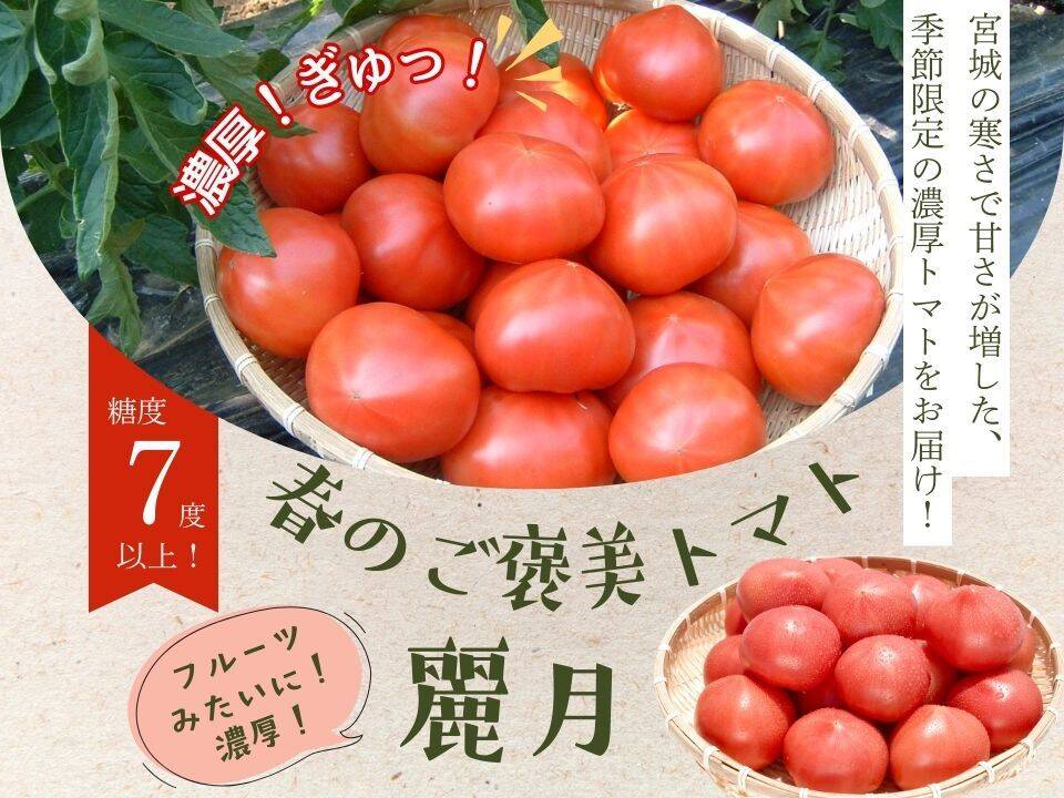 糖度7度以上】春のご褒美トマト「麗月」1K箱：宮城県産の麗月｜食べ