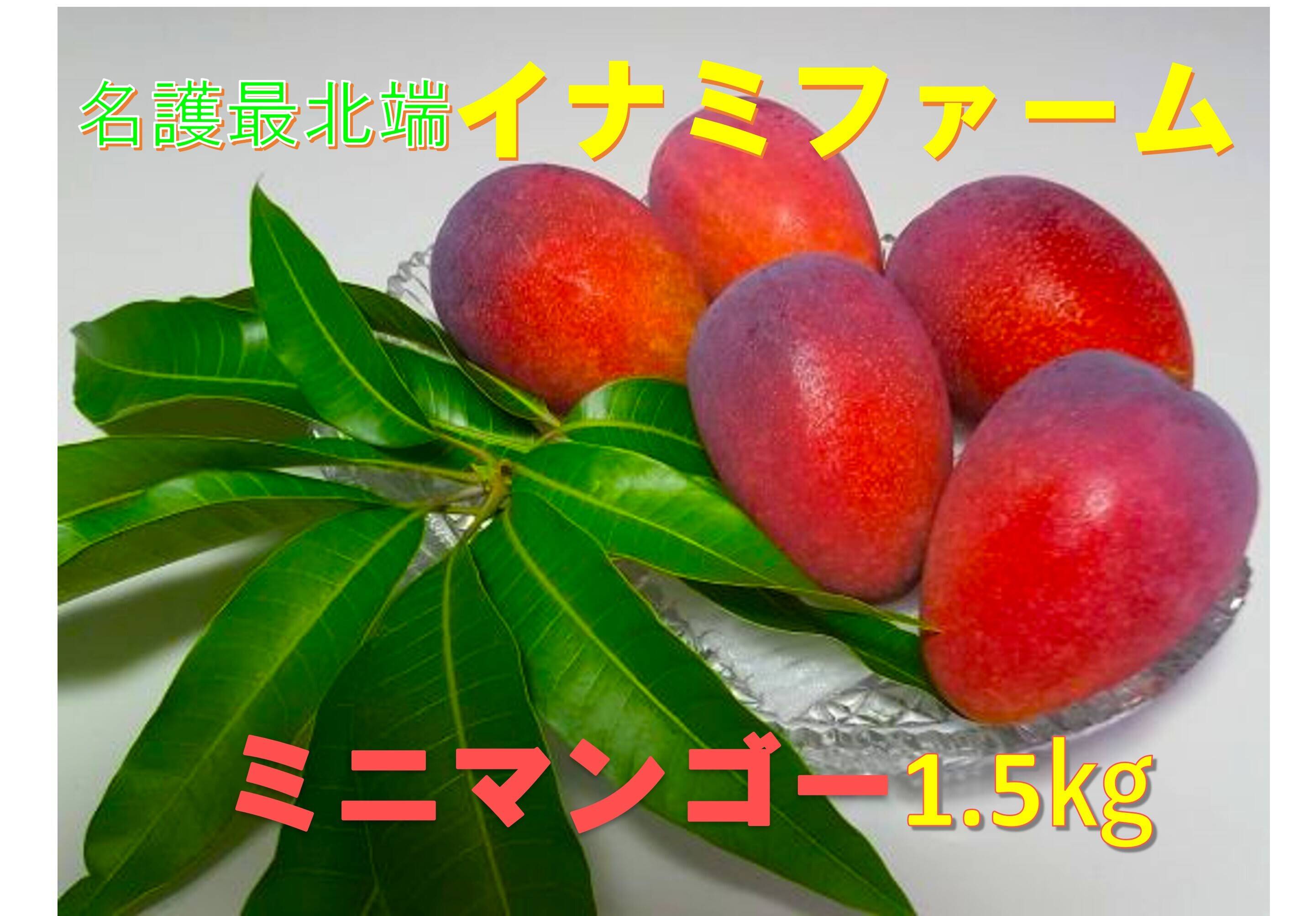 沖縄産　ミニマンゴー　5キロ Amazon.co.jp: 完熟ミニマンゴー 1キロ 沖縄県産 ※宮古島産