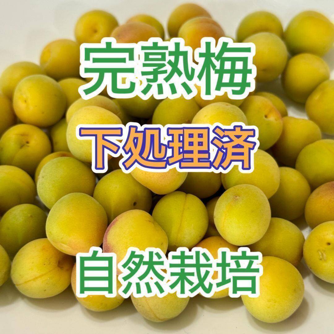 自然栽培 完熟ありが梅 850g 下処理不要で梅仕事なんと3分
