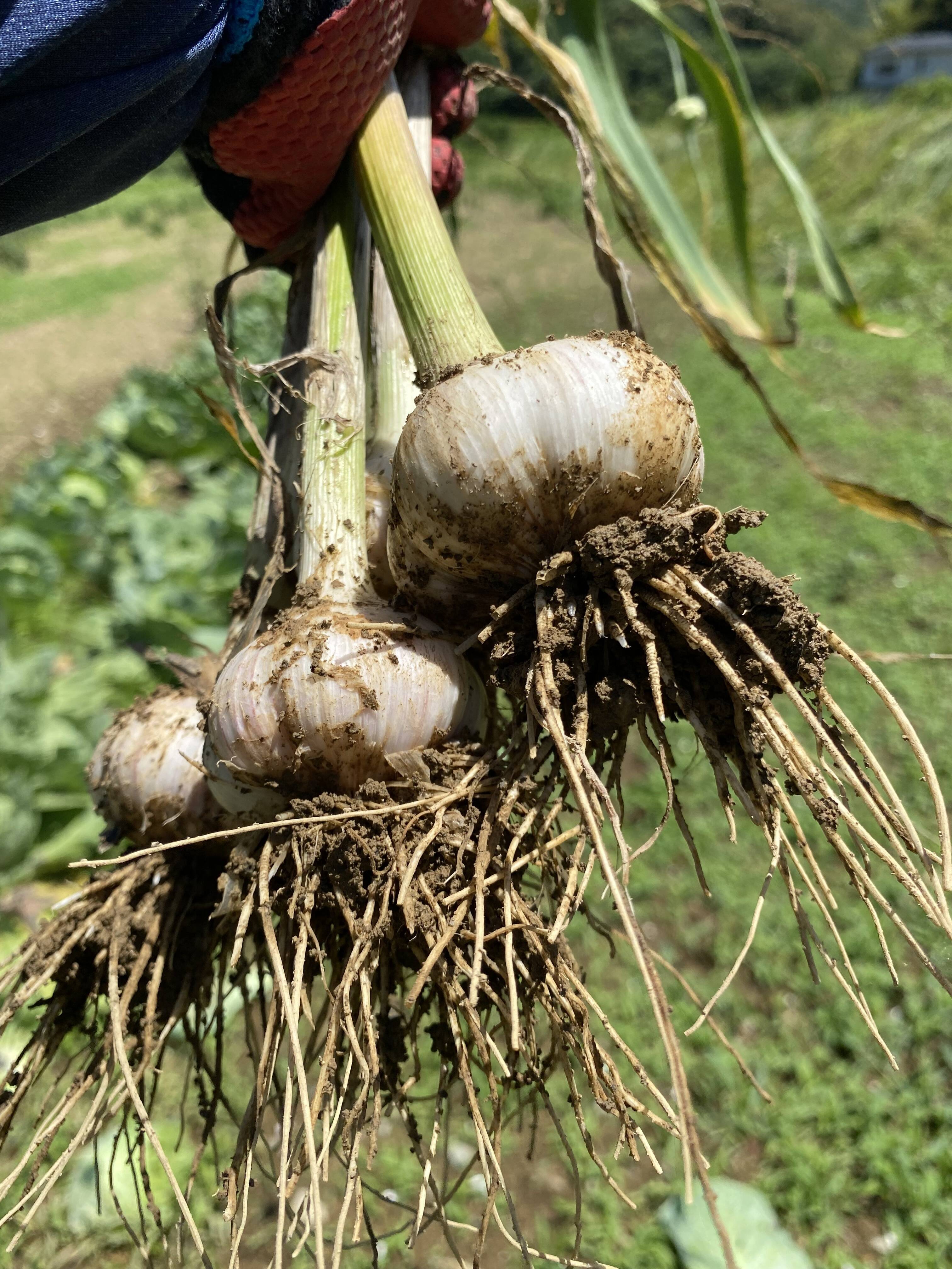 愛媛県産ほとんど低農薬野菜詰め合わせ（6品目）