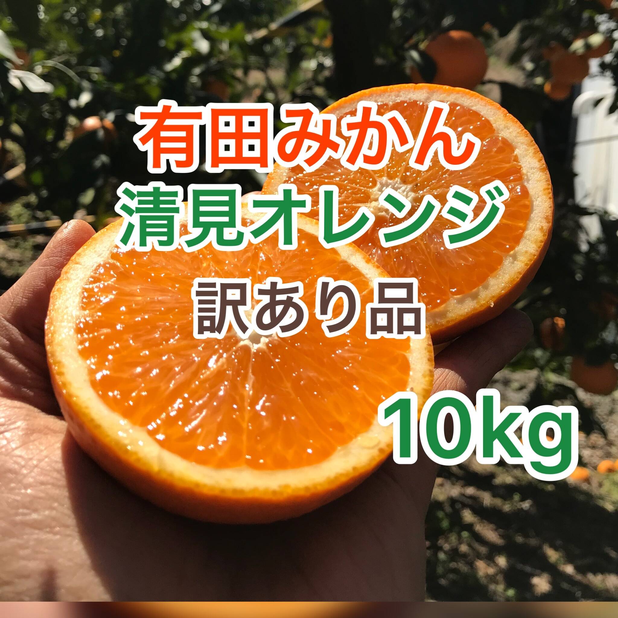 有田みかん 清見オレンジ 訳あり品 10kg(箱込み) - 果物