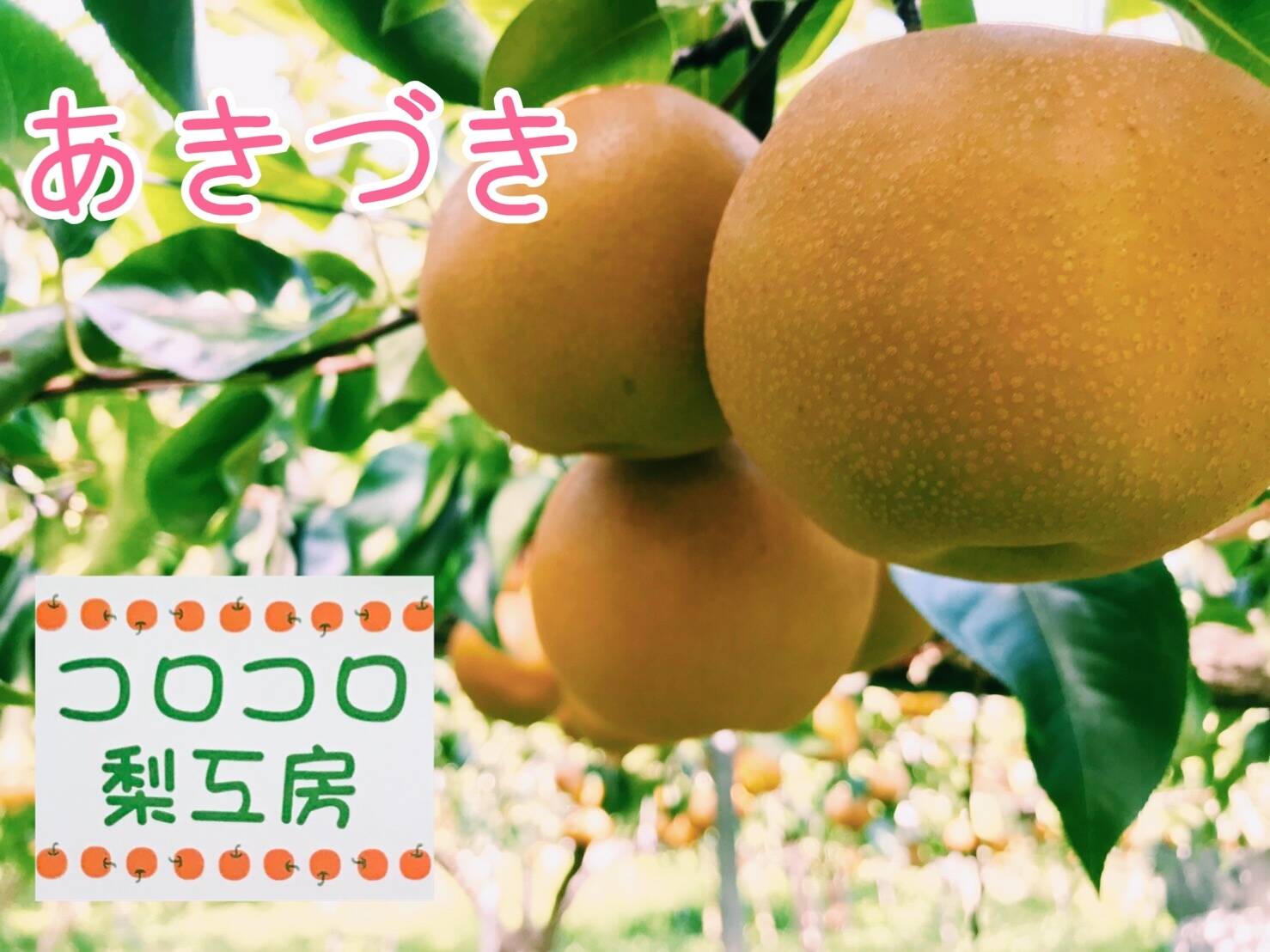 繊細なシャリ感とあふれる果汁‼️】①あきづき梨贈答用(4-6個入 