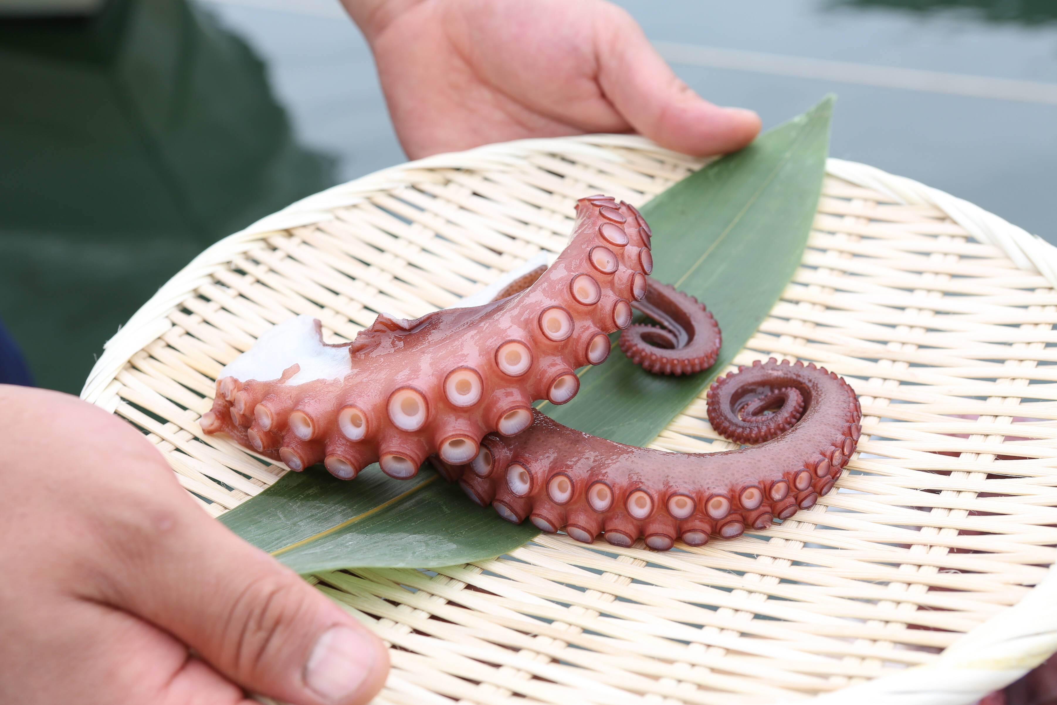 ついに再販》漁師直送「楽しい美味しい」タコタコセット☆：岡山県産の