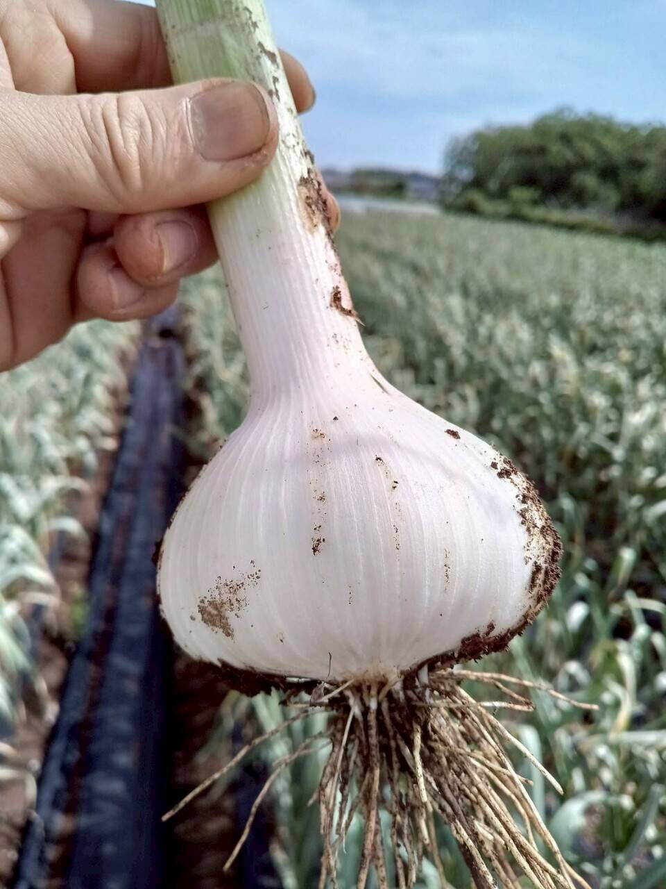 【さかもん】国産平戸ニンニク　内容は説明の通り Amazon.co.jp: ニンニク 種球 平戸 500g / 国華園 24年秋商品 : DIY