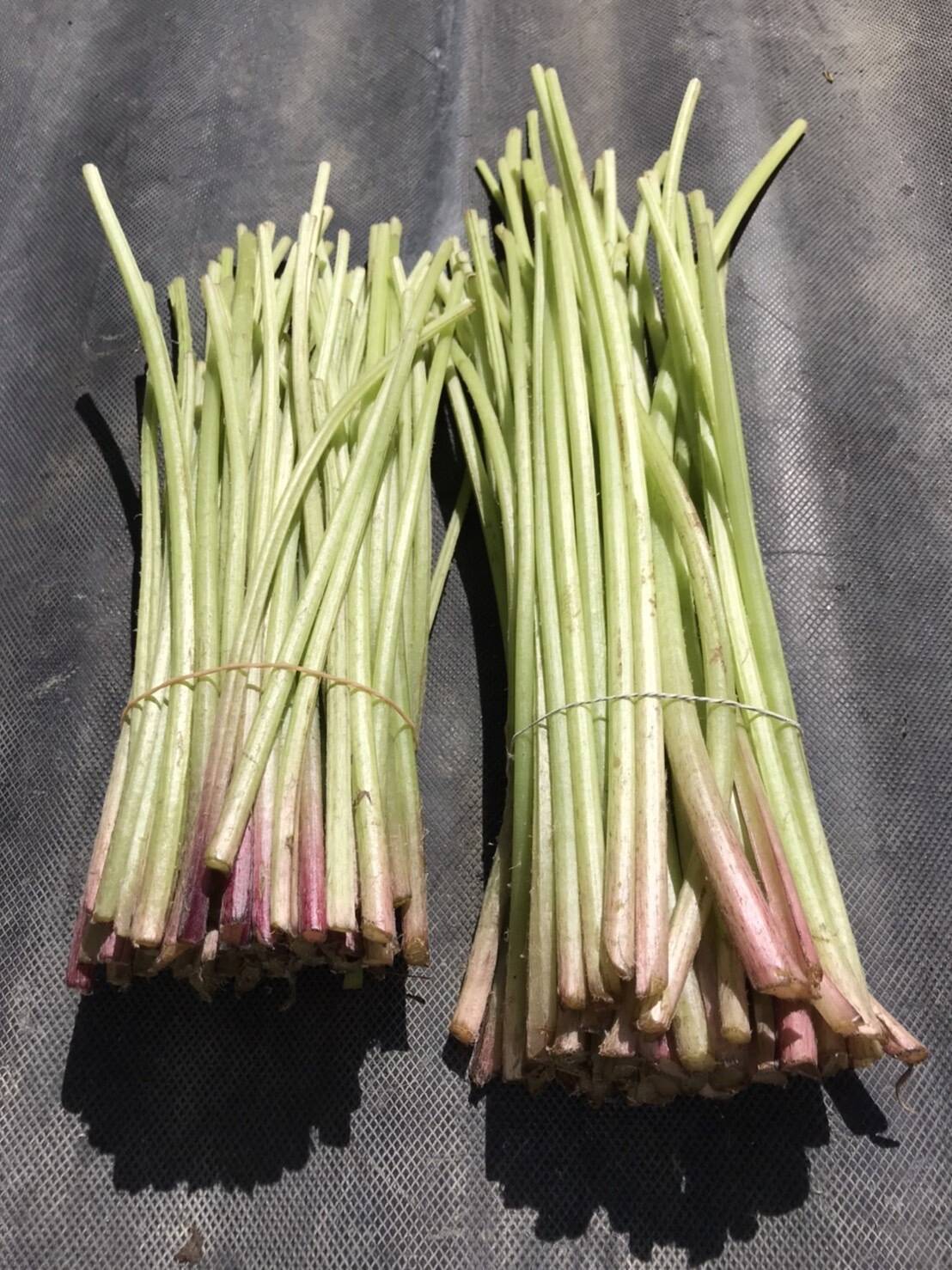 山形県産 フキ 塩漬け 3kg(1kg×3袋) 塩蔵　山ふき　蕗　山菜　野菜 山形県産 フキ 塩漬け 3kg(1kg×3袋) 塩蔵 山ふき 蕗 山菜 野菜