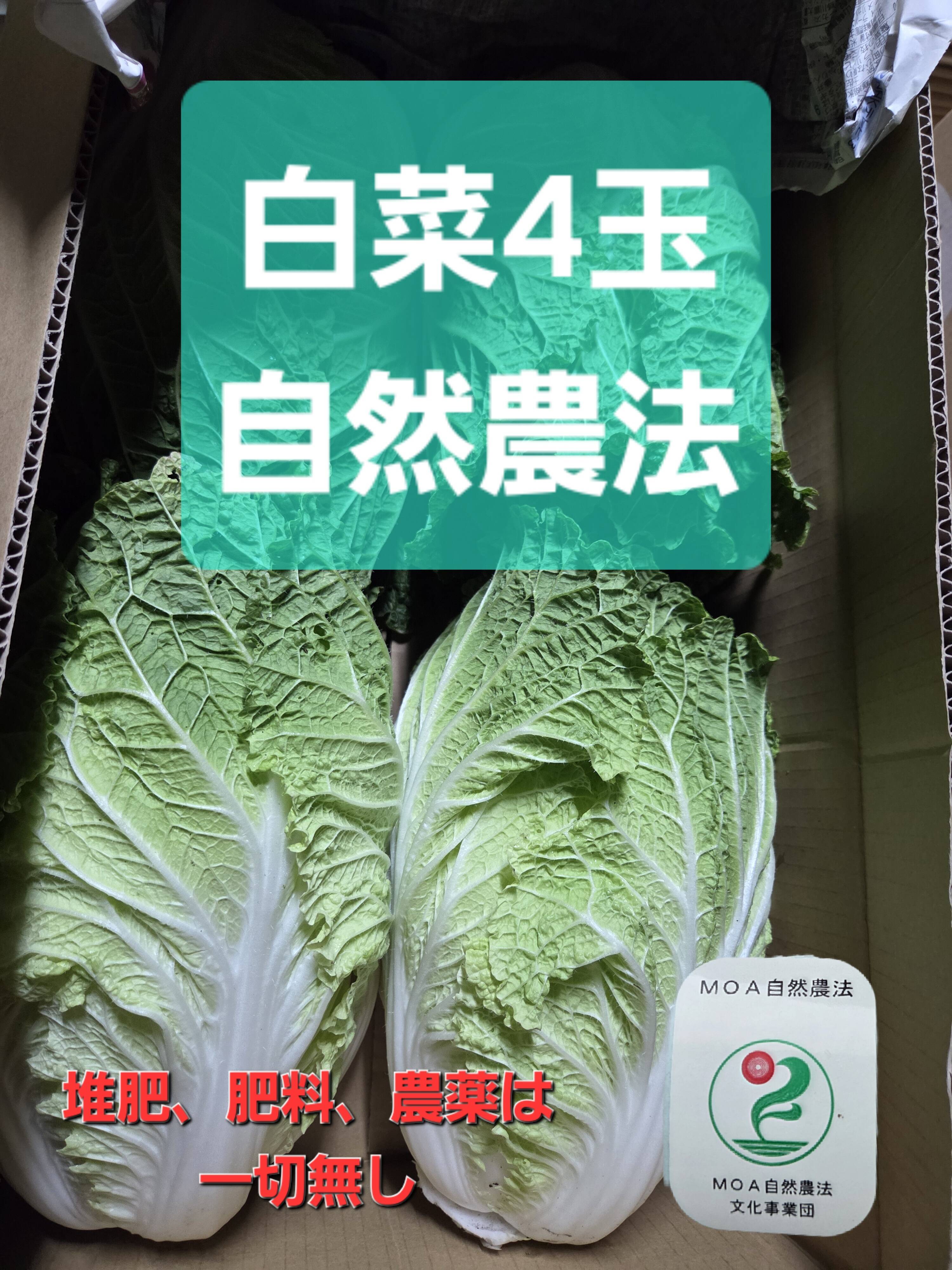 白菜様 ジュン4枚セット 堆肥、肥料、農薬一切無し 自然農法白菜4玉：青森県産のお黄にいり