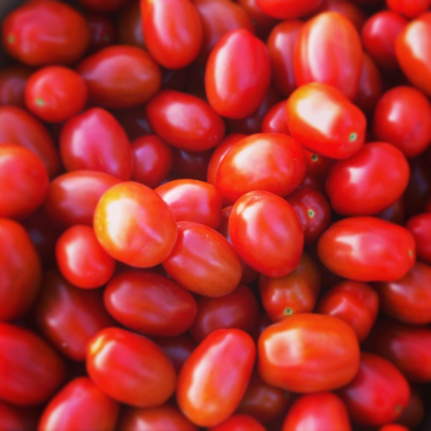 美肌トマト🍅濃厚ロッソナポリタン(3kg)：長野県産のトマト｜食べ