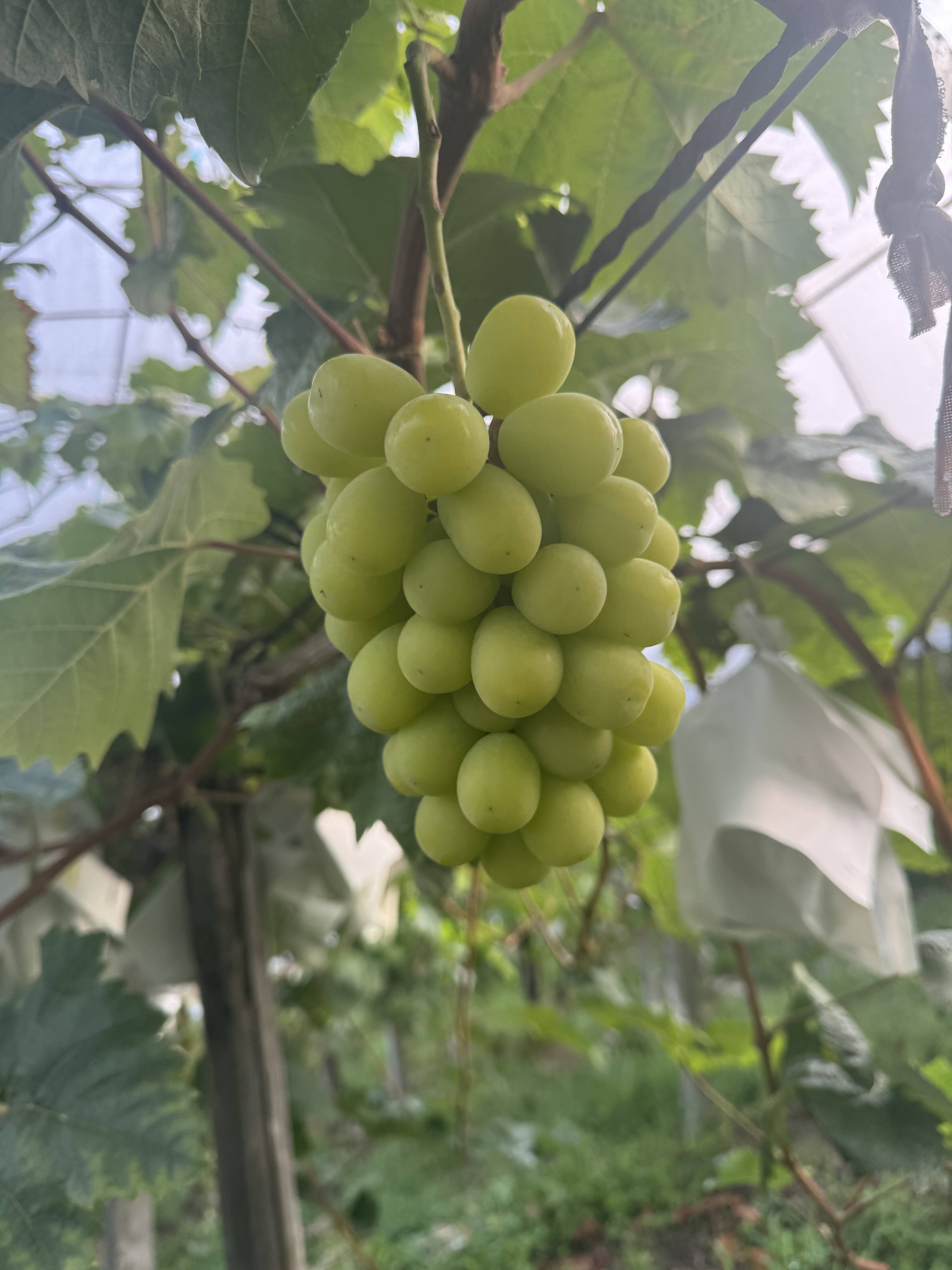 シャインマスカット1kg 2から3房愛媛西条市：愛媛県産のシャイン