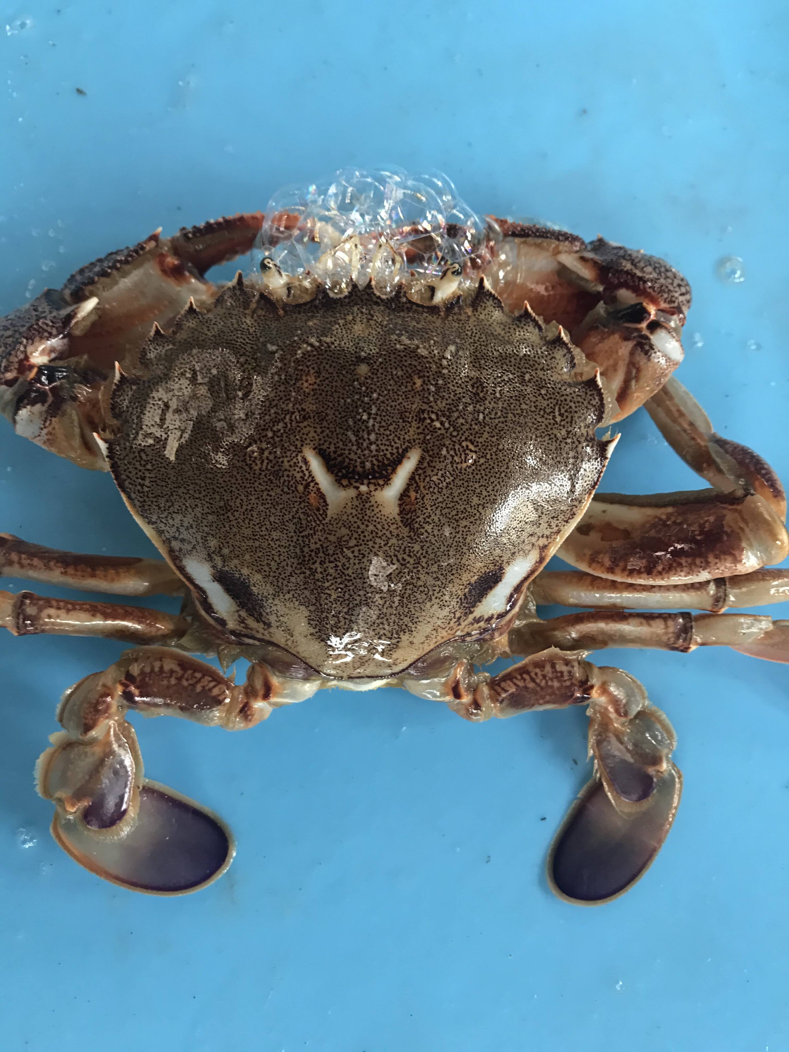 カニ 凍眠凍結】‼️蟹🦀どうですか？ ヒラツメガニ 500g位入り(3〜5匹)入り