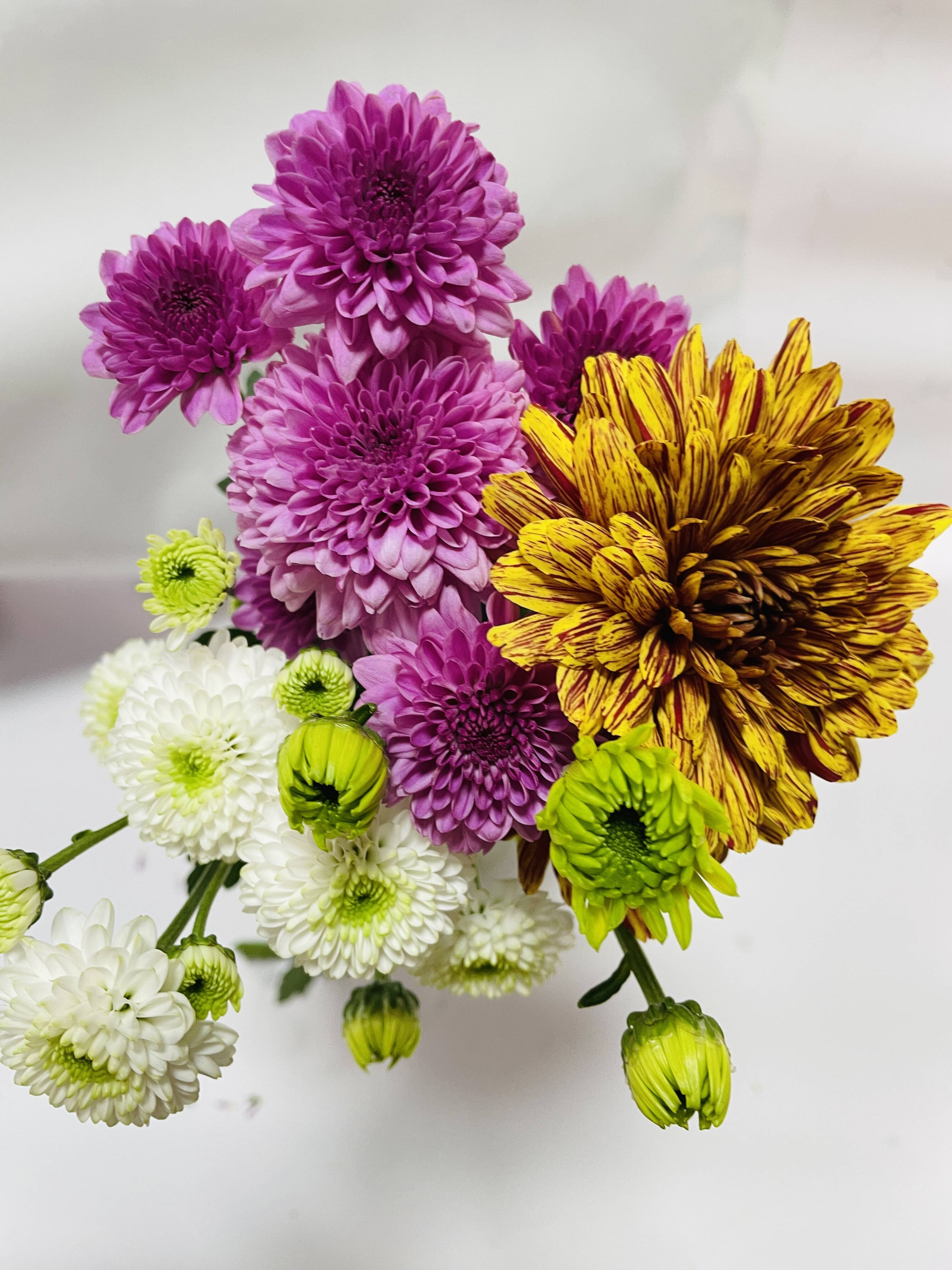 40cm短め！】仏花用スプレーマム（菊）花束2束セット：佐賀県