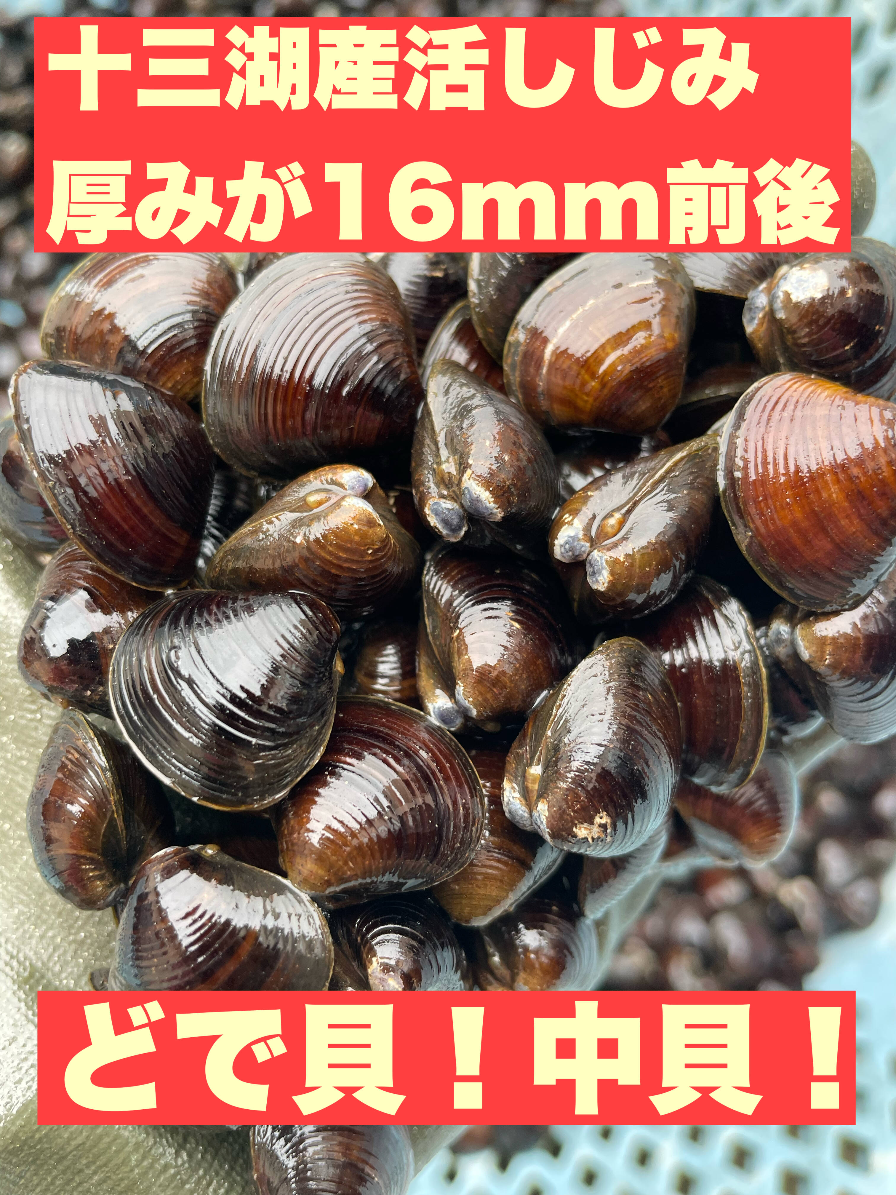 毎日の美容と健康に土用しじみ】でっ貝！中貝！厚みが16mm前後の活