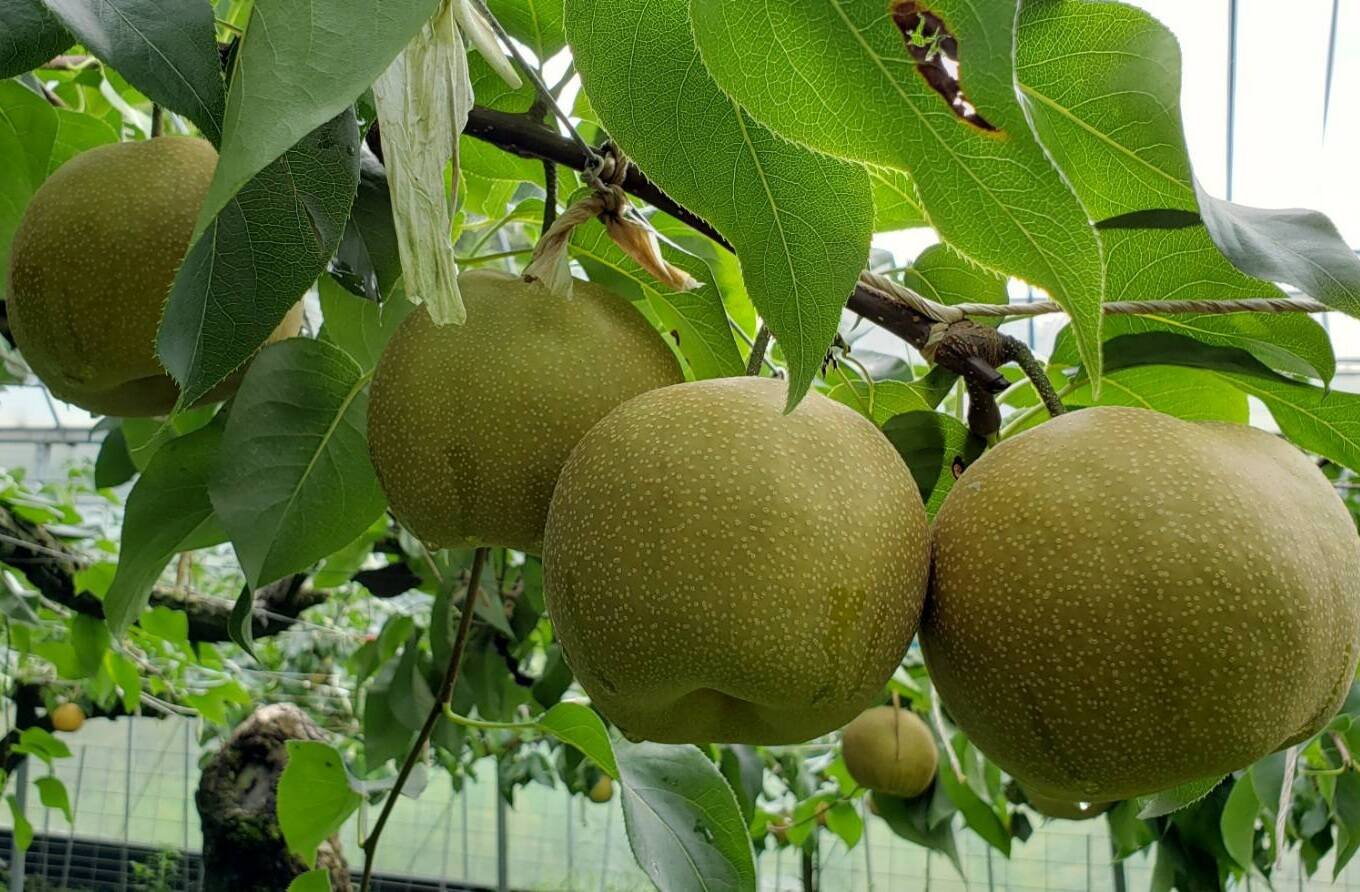 甘～い幸水梨、3キロダンボール箱🍐5～9玉入り：佐賀県産の幸水｜食べ