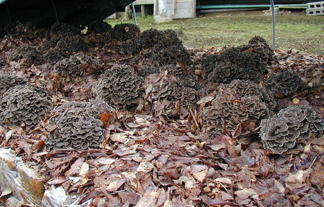 安比まいたけへのレビュー・商品：岩手県｜食べチョク｜産地直送(産直