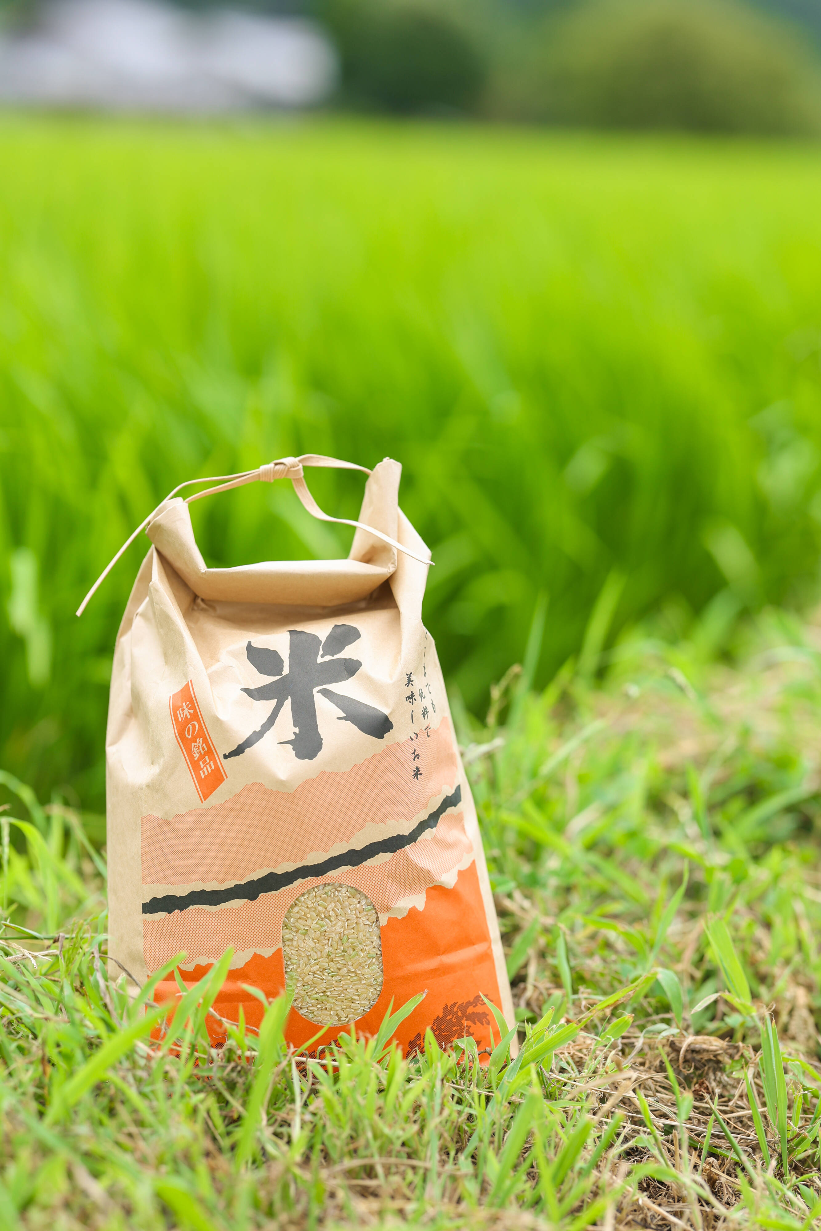 淡路島の馬回清流の里で育った農薬不使用・化学肥料不使用もちっと