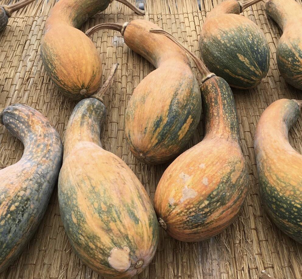 限定生産 希少種 幸運の南部一郎かぼちゃ 1本600g程 2本セット 岩手県産の野菜 食べチョク 産地直送 産直 お取り寄せ通販 農家 漁師から旬の食材を直送