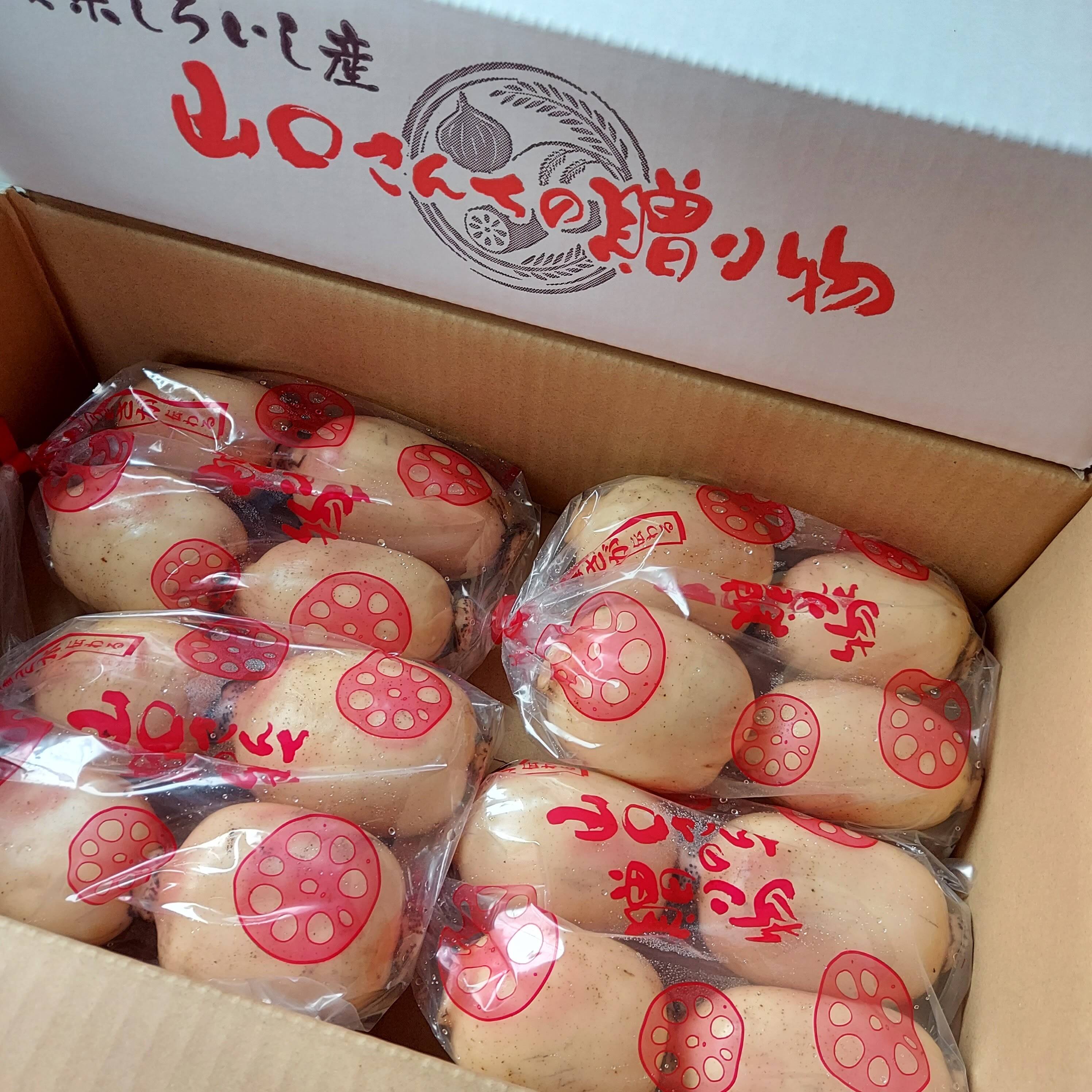 くらしを楽しむアイテム 今が旬】産地白石町のあま〜いシャキシャキ蓮根3kg (500g×6袋 スノーボード