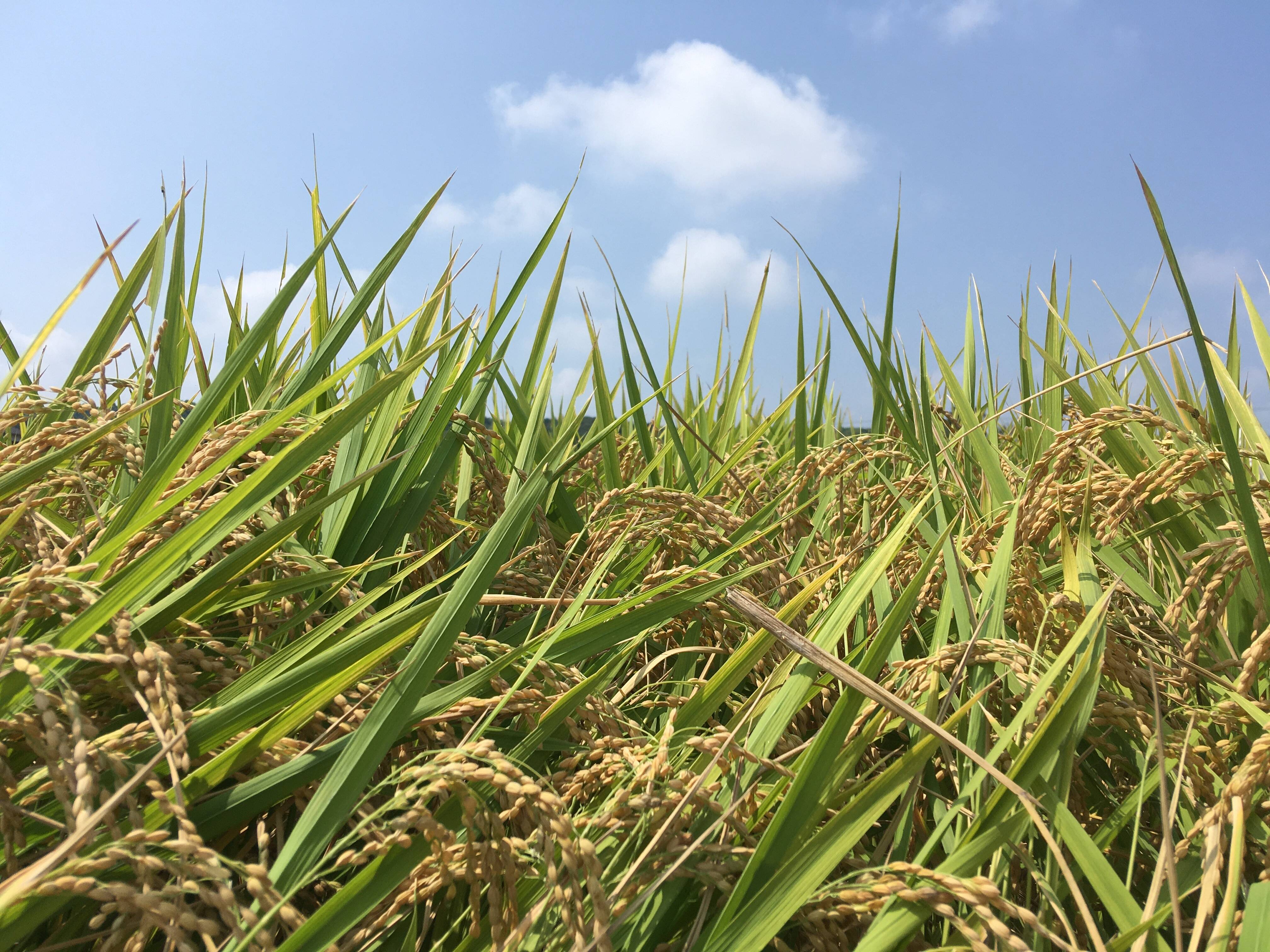 Nouhan 農 繁へのレビュー・商品：福岡県｜食べチョク｜産地直送(産直)お取り寄せ通販 - 農家・漁師から旬の食材を直送