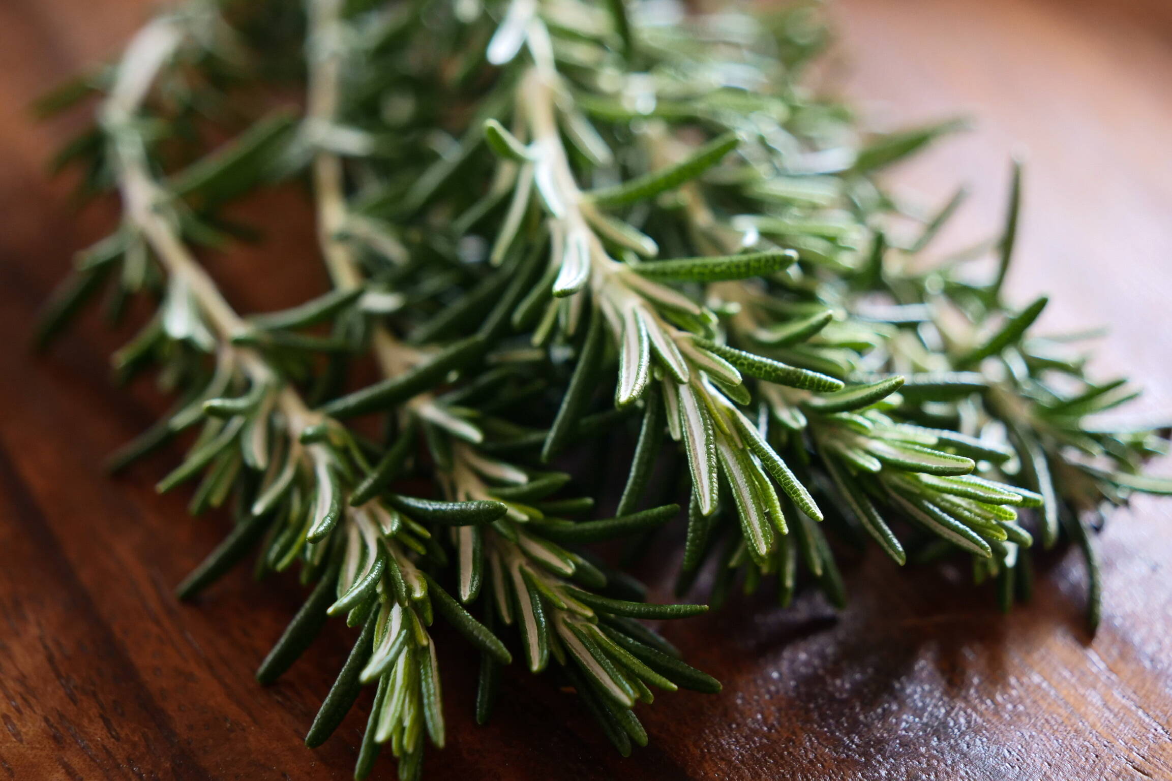 生ローズマリー ハーブ 栽培期間中農薬不使用 意外と大活躍：宮崎県産