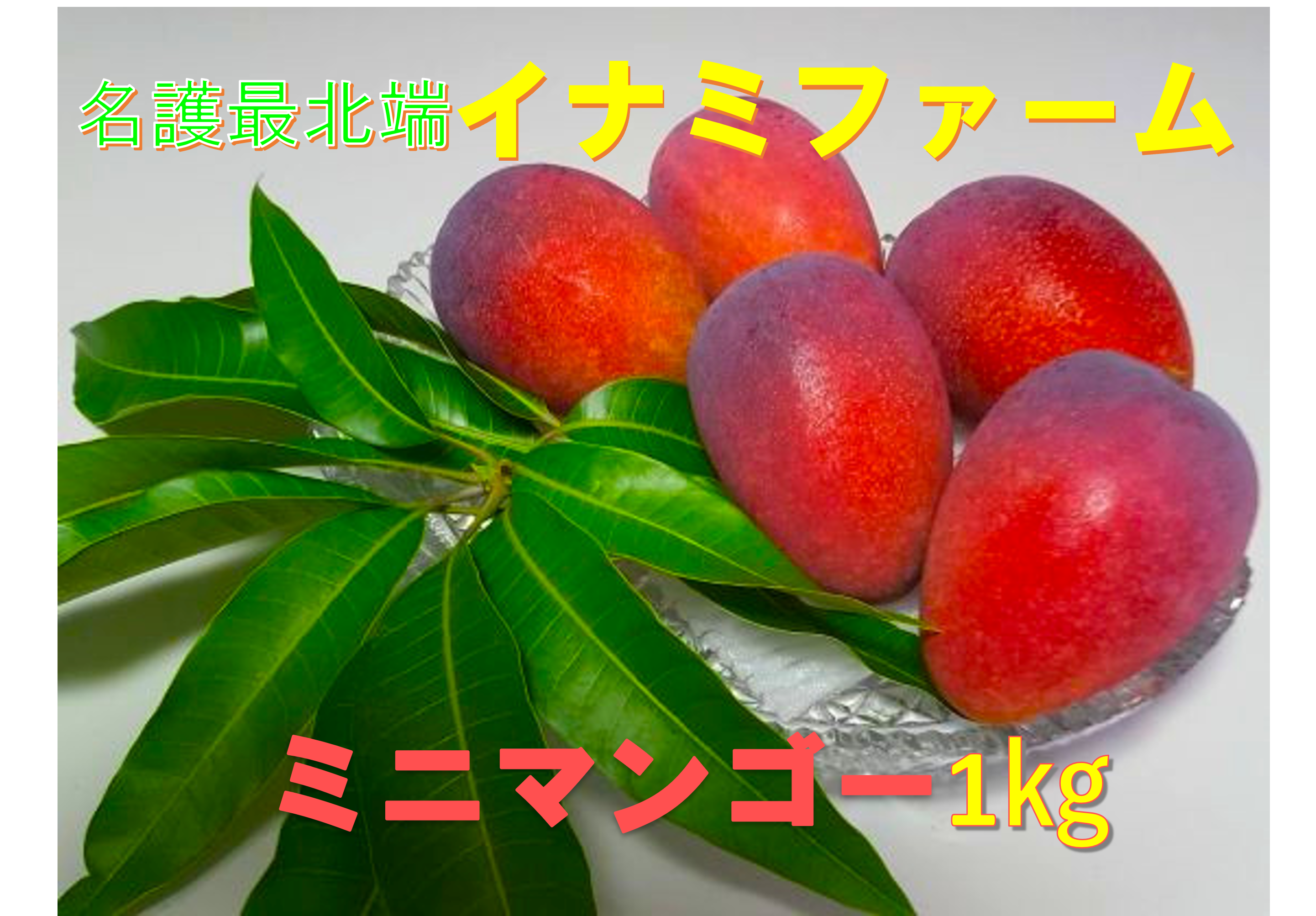 順次発送中》残りわずか！トロ〜リ甘い♪家庭で楽しむ ミニマンゴー