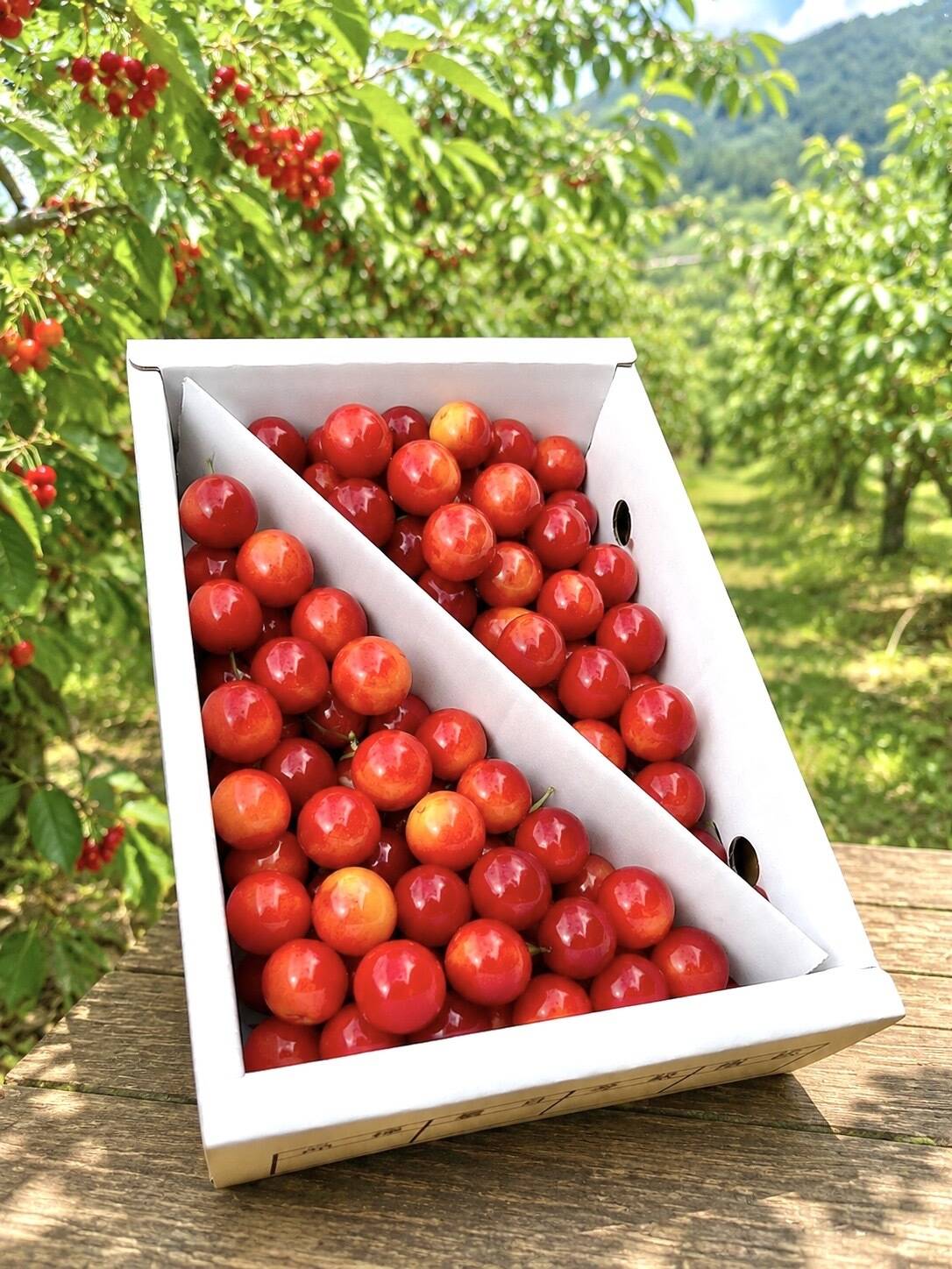 朝どれ】《佐藤錦》さくらんぼ 山形県東根産 700g L.2L 秀・特秀品