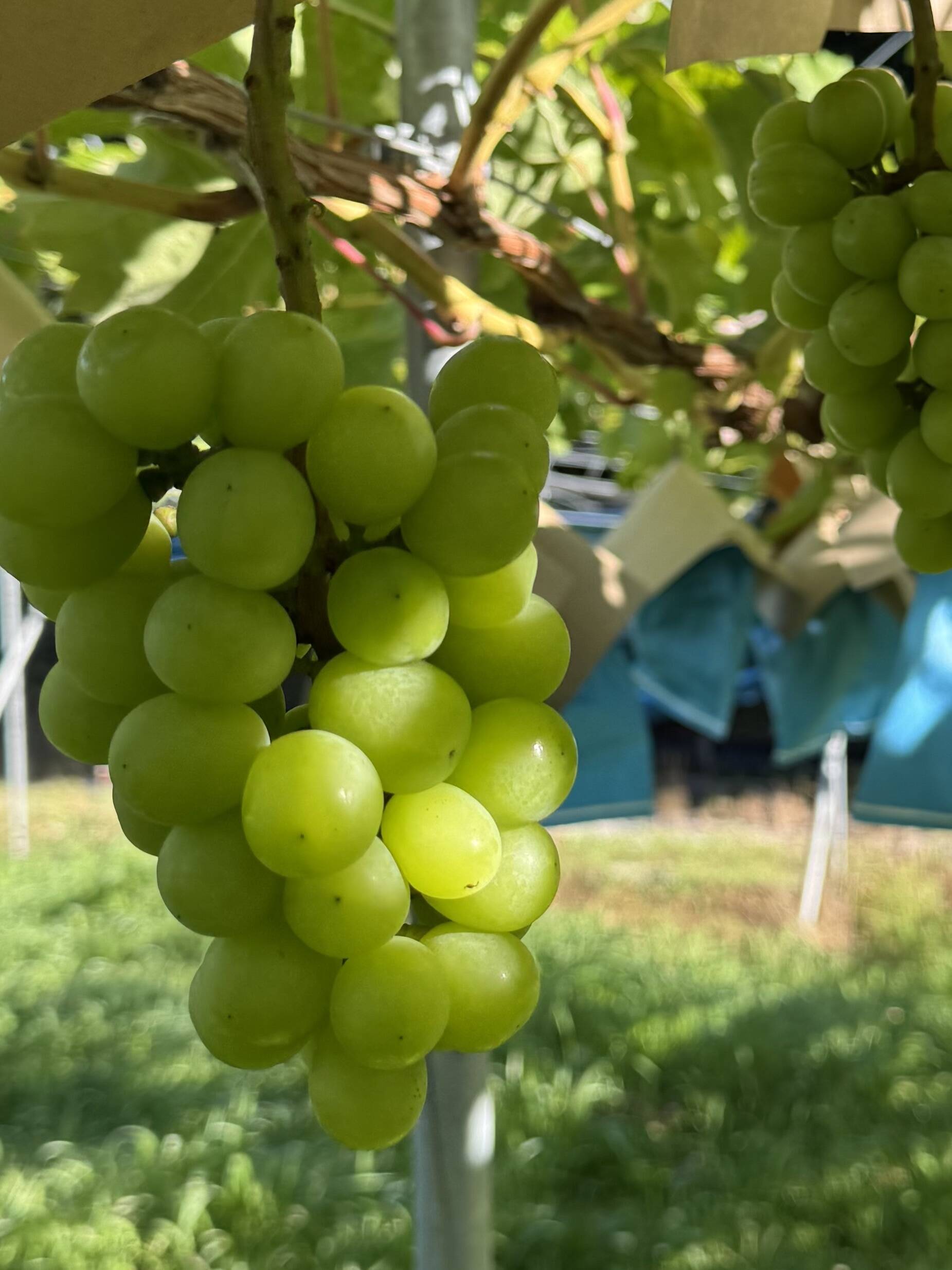 フルーツ大国和歌山よりお届け！朝採れシャインマスカット(家庭用) 約