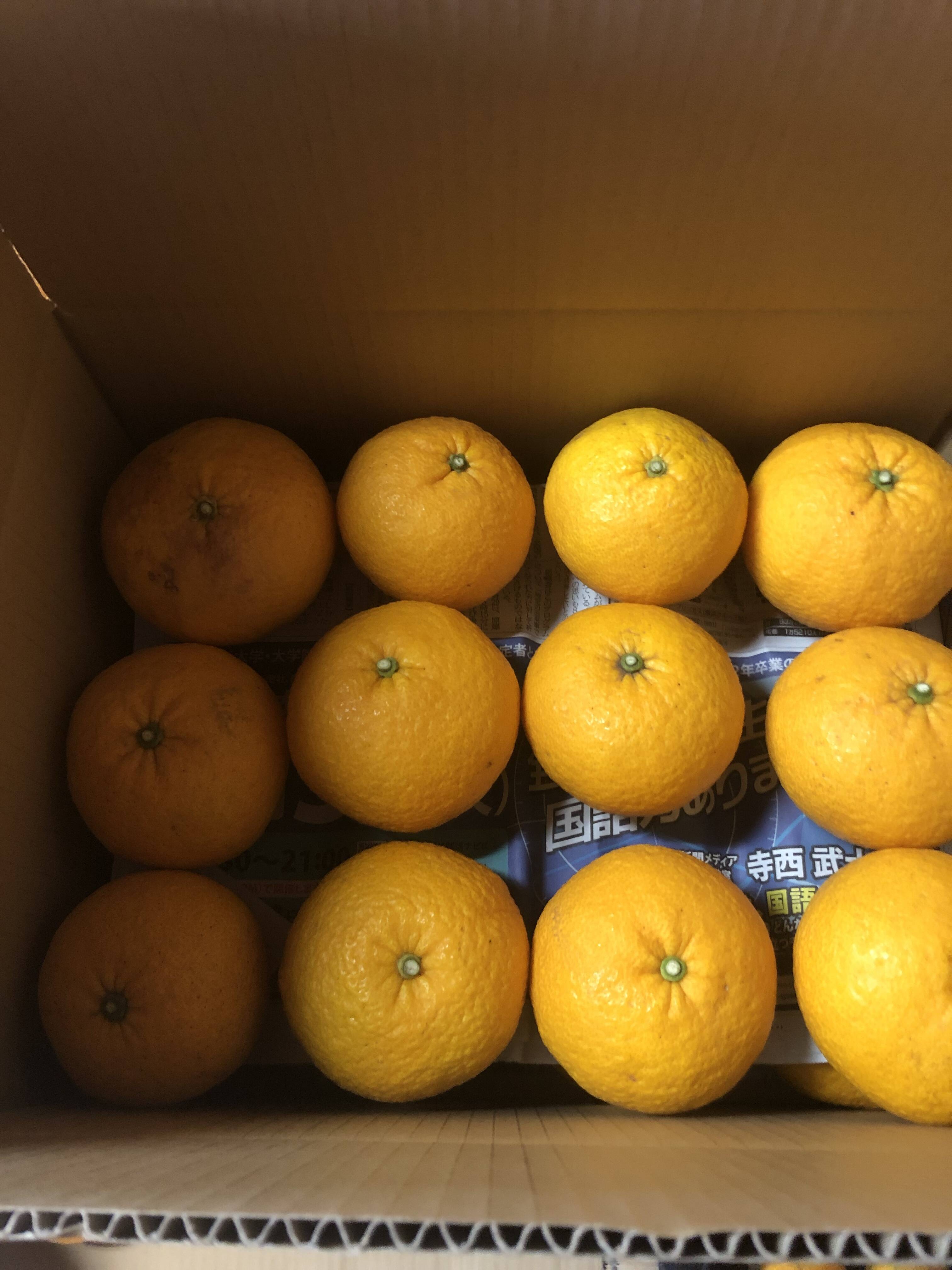 今から旬スッキリジューシー甘夏みかん【期間中農薬不使用】：徳島県産