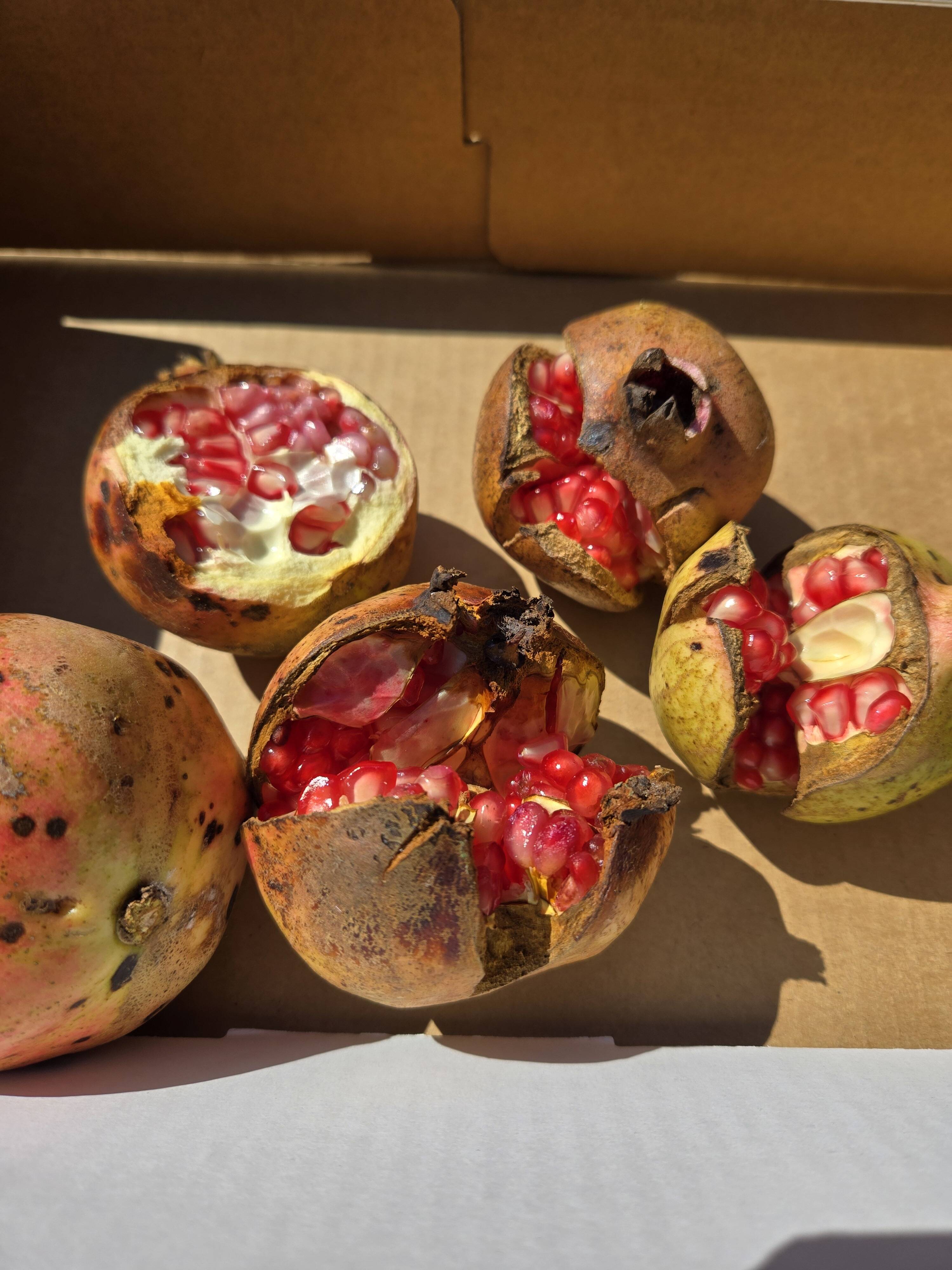 98ce79db1054d34ba483efb6feeddc