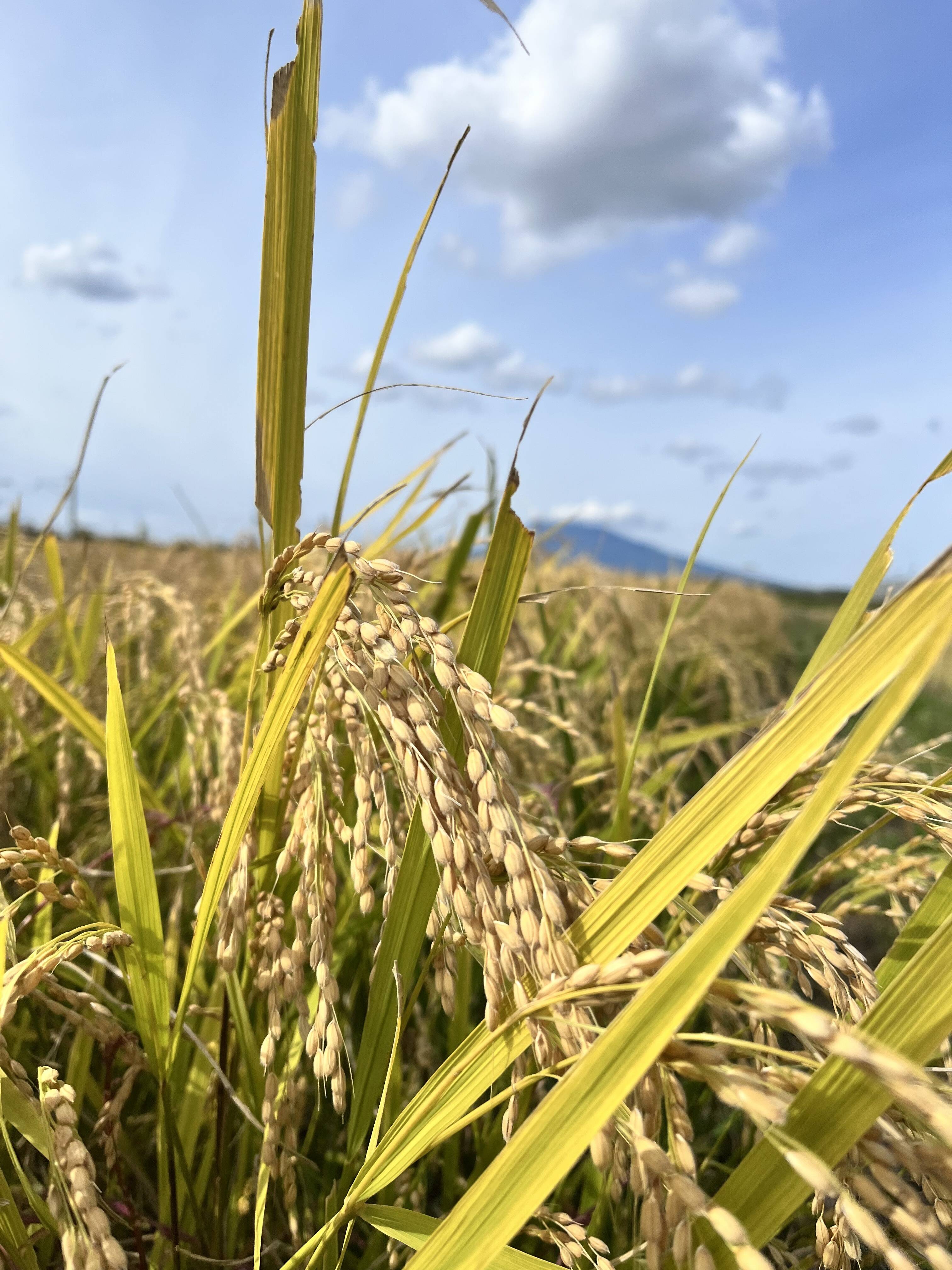 青森県産米 青森米 まっしぐら 5㎏（白米）：青森県産のお米