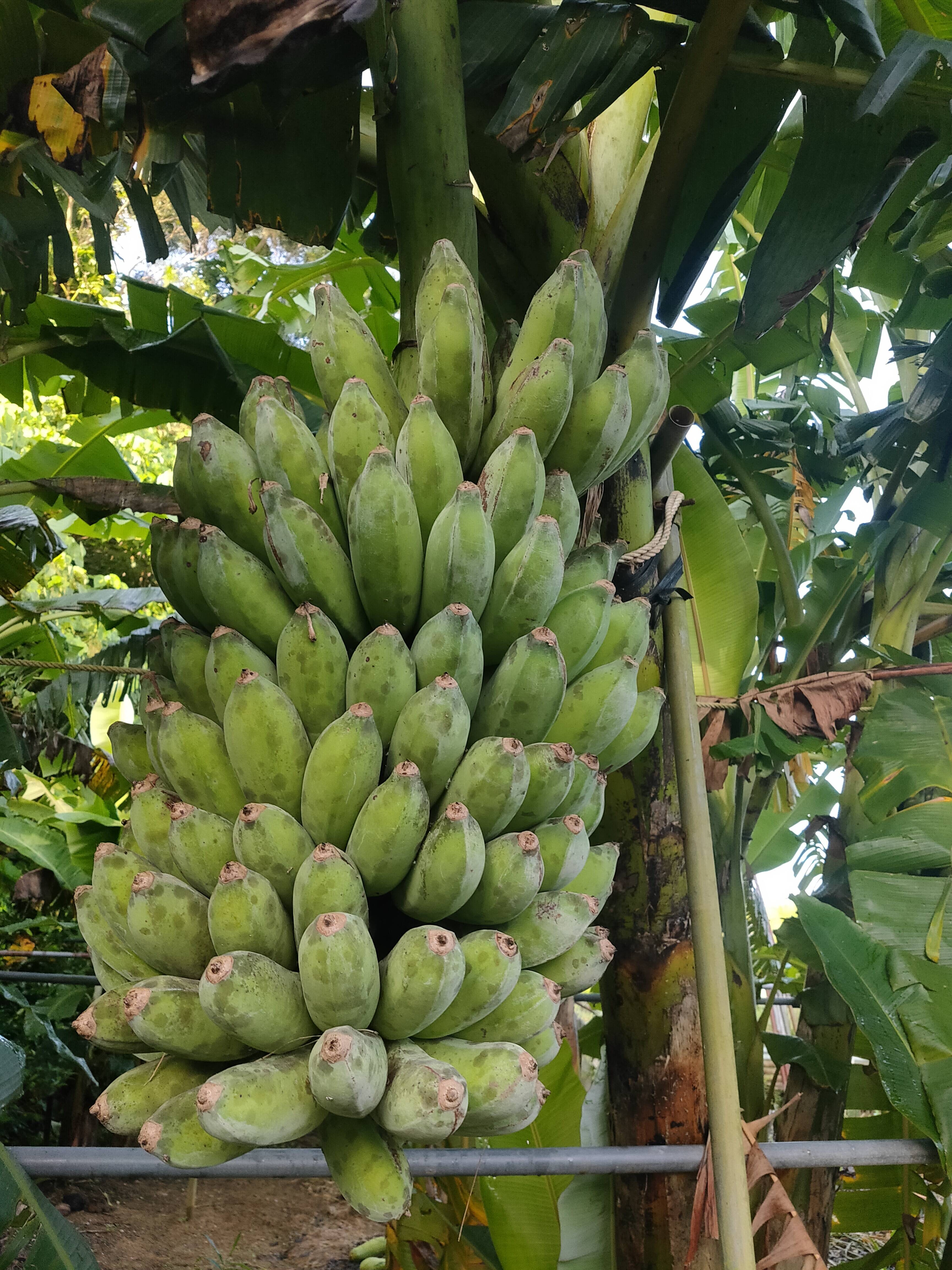 ムッチリバナナ(アップルバナナ) 3本とドラゴンフルーツ 2kg セット