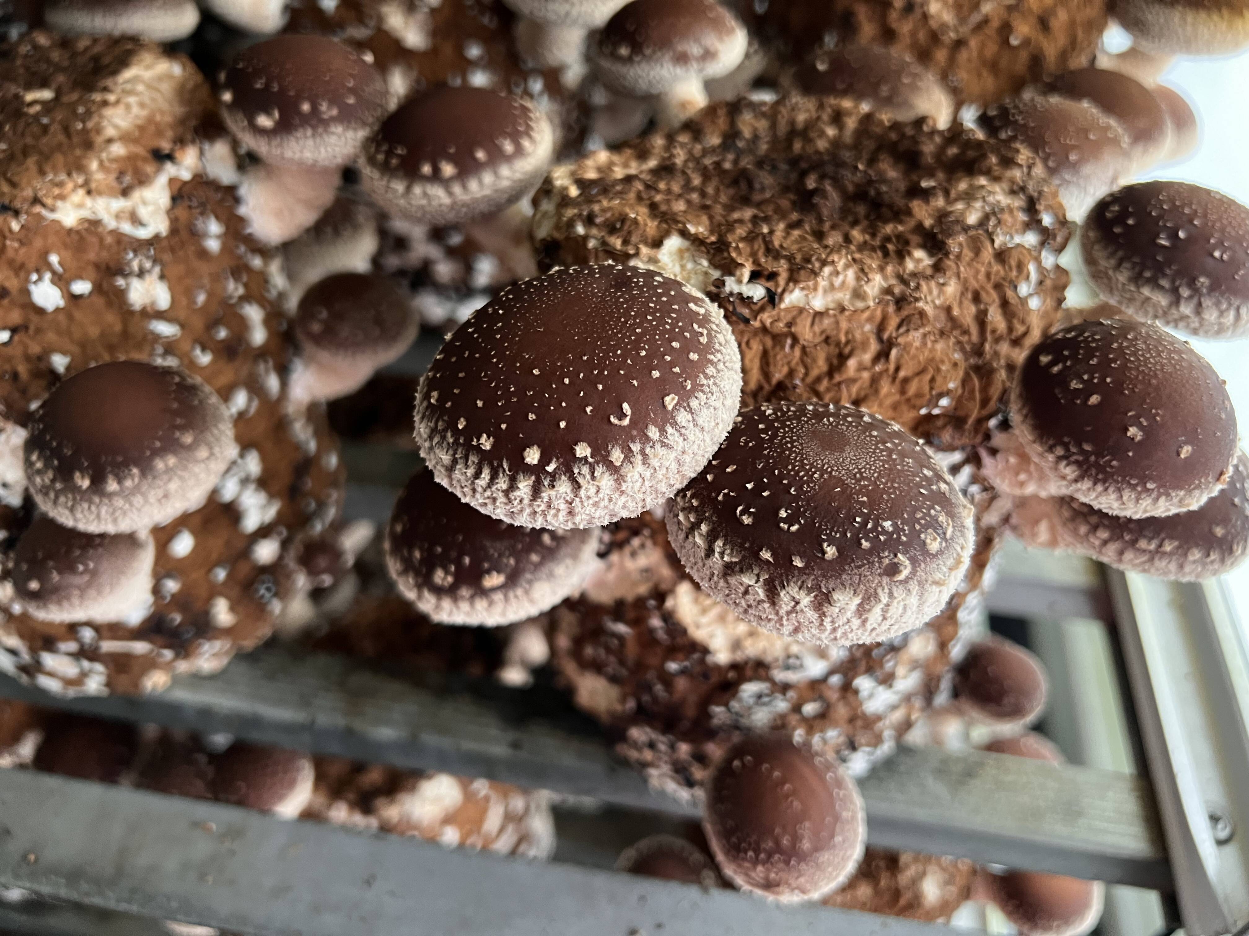 990a7feefa975c843d04a2b192179a