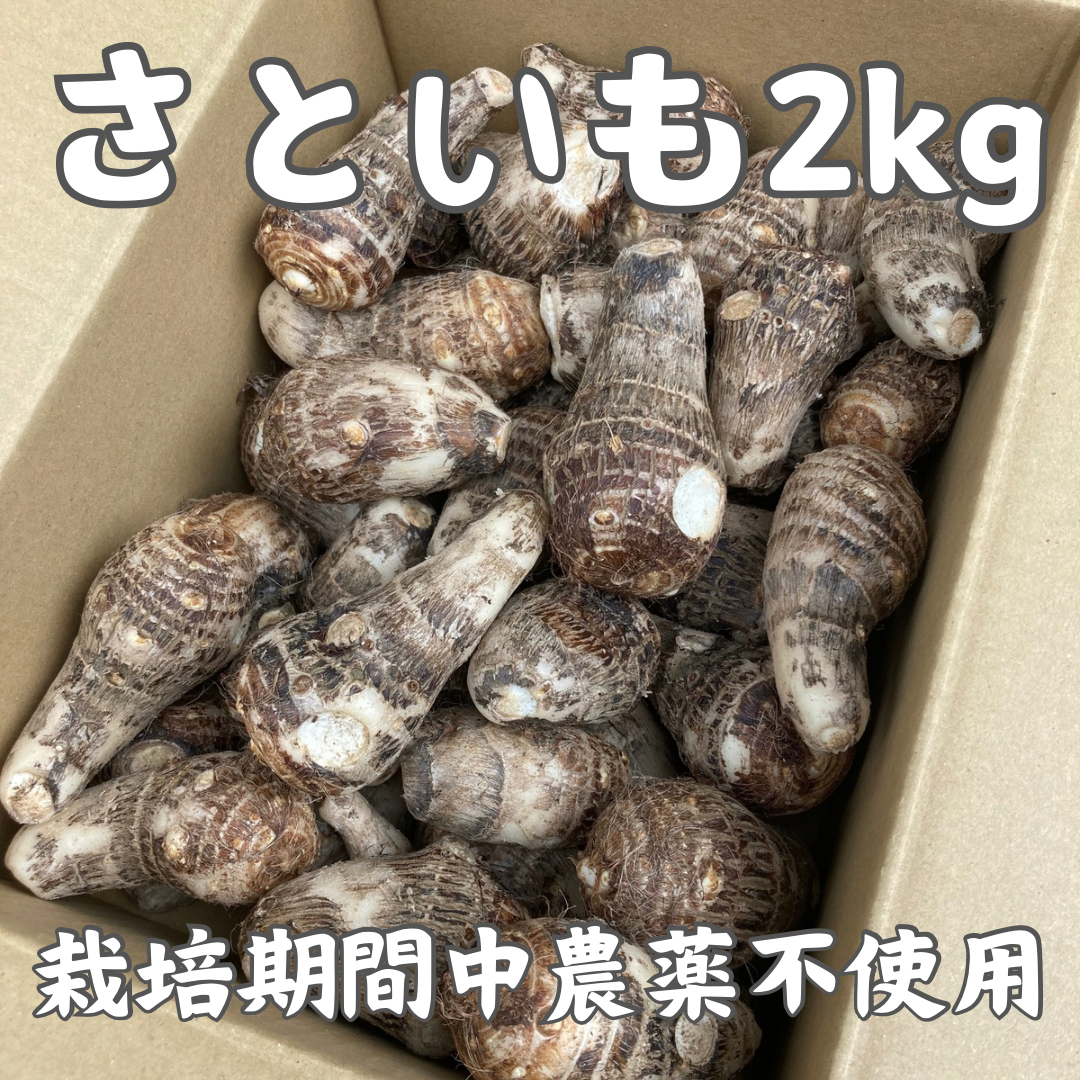 【栽培期間中農薬不使用】女早生 里芋 土付き 種イモ　親芋 農薬不使用】女早生 里芋 土付き 8kg 種イモ｜Yahoo!フリマ（旧PayPay フラワー・ガーデニング