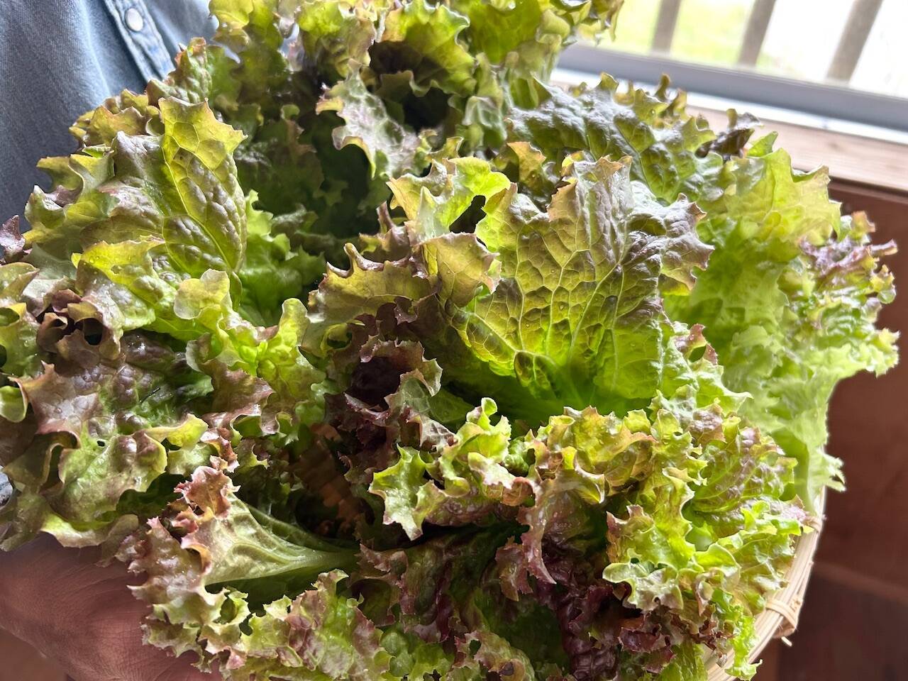 奥出雲産自然栽培サニーレタス(250g)：島根県産のレタス｜食べチョク