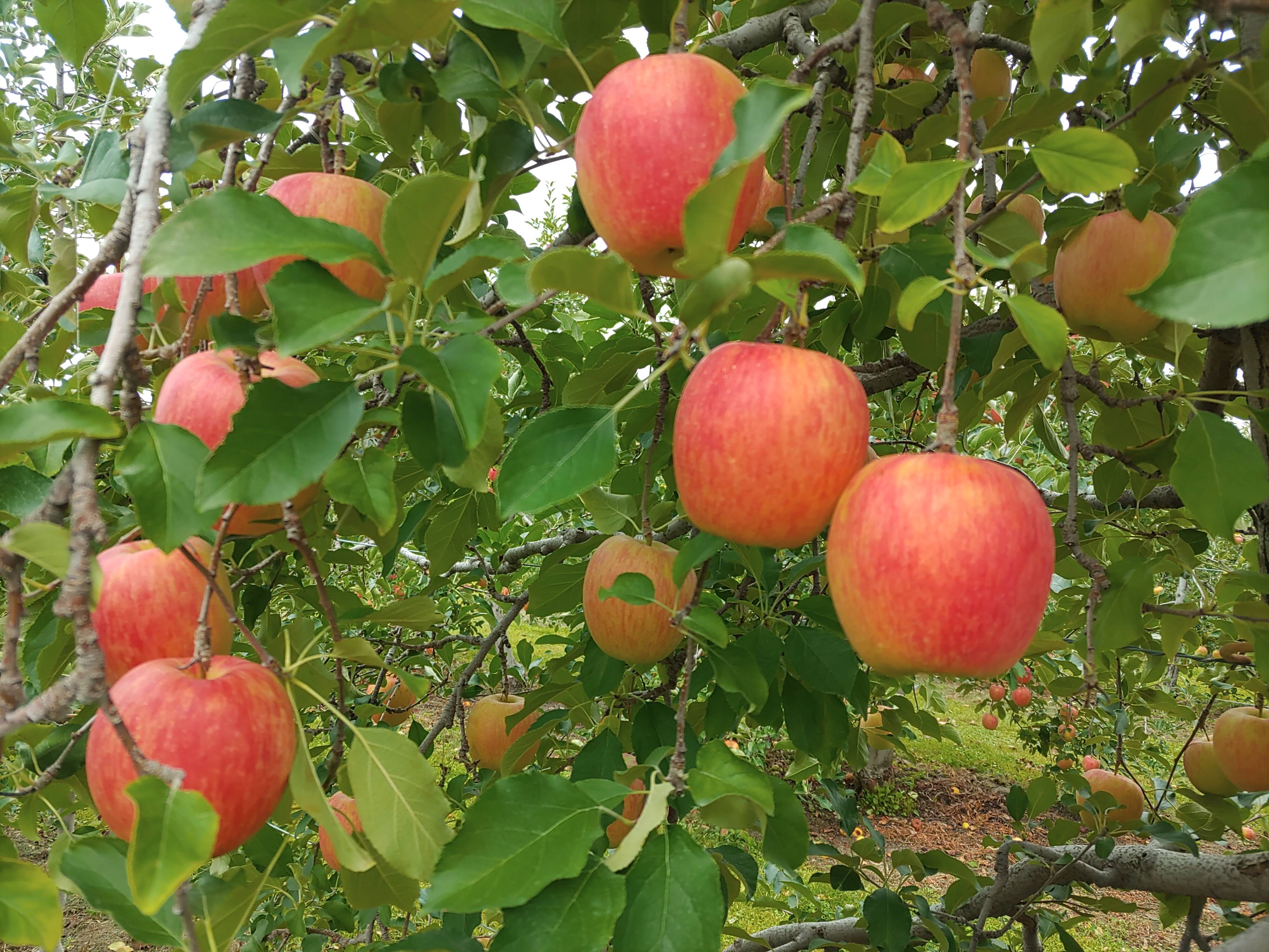 信州あづみ野から 「シナノドルチェ」家庭用 約5kg（9月下旬