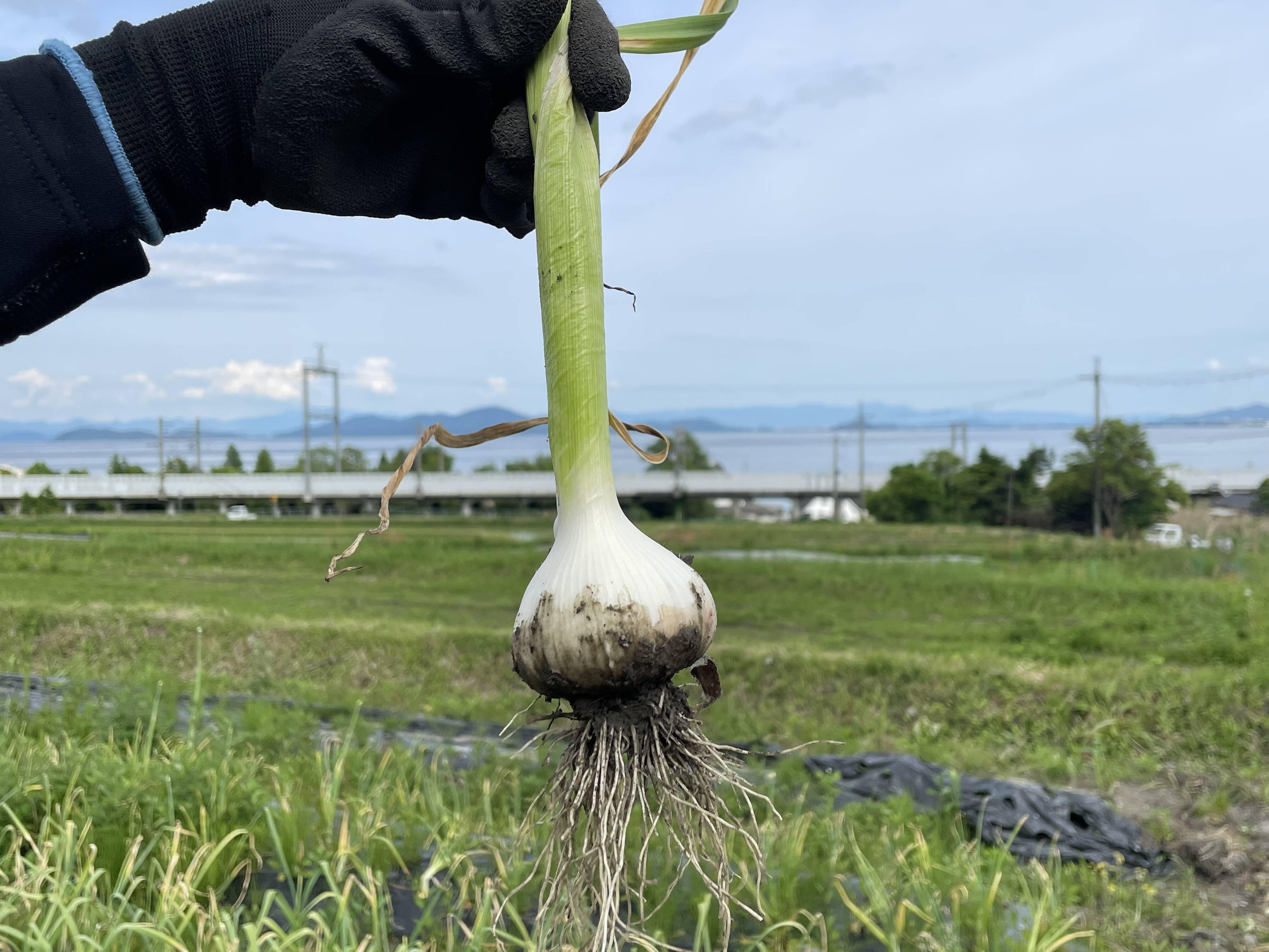 採れたて滋賀県産生にんにく😊サイズ色々混ぜて1〜1.3kg：滋賀県産の