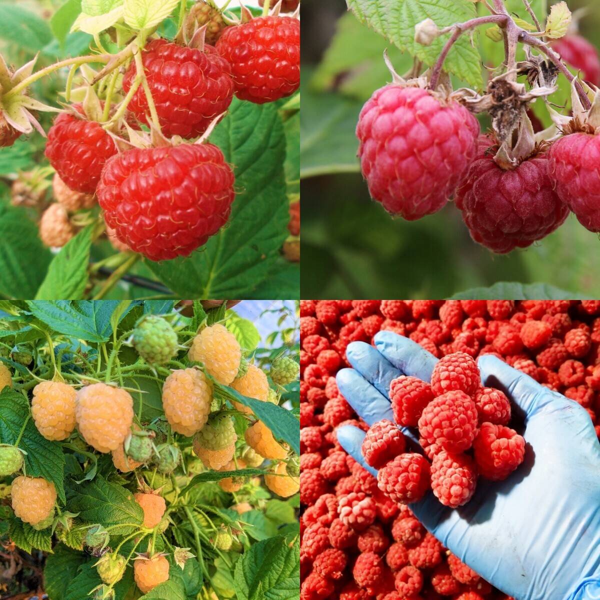 ラズベリー SR パラレル 4枚 有機JAS認証取得！】4品種食べ比べ！北海道十勝産冷凍ラズベリー（赤3