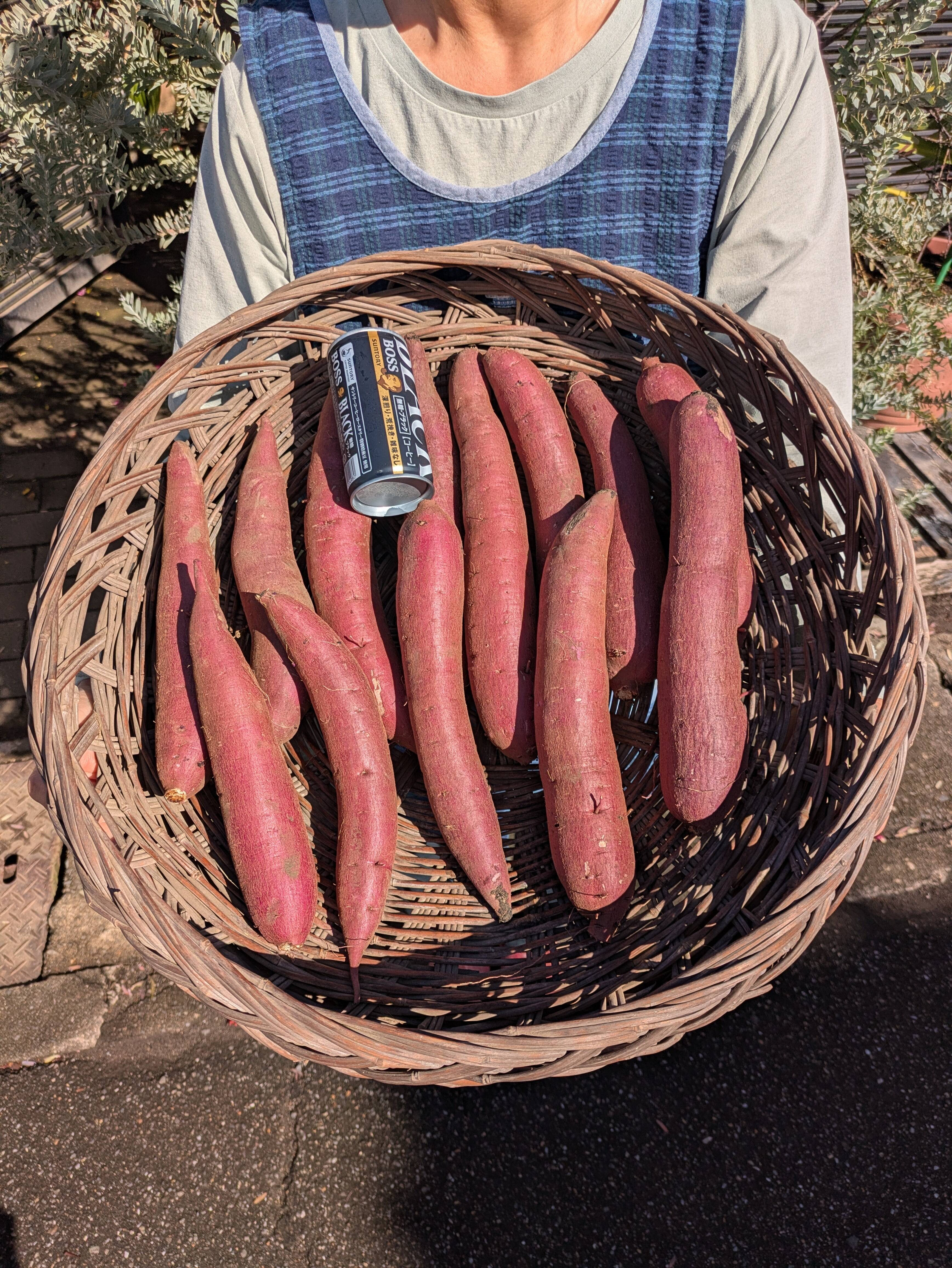 5 kgで税別2500円。有機肥料で栽培した紅はるかの様に甘い新種の紫芋