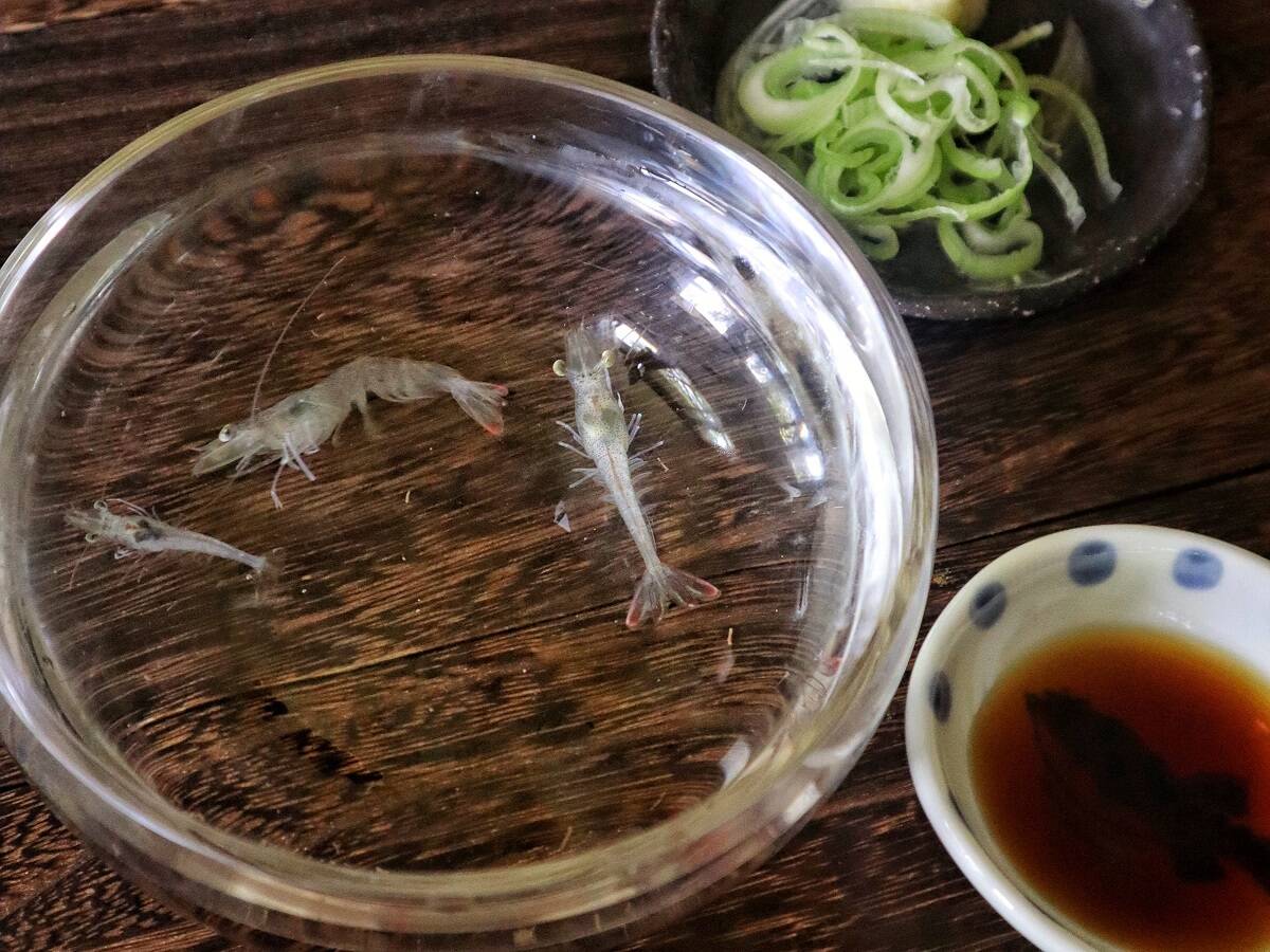 殻ごとカブっと おどり食い 富士の海老２０匹 山梨県産 食べチョク 農家 漁師の産直ネット通販 旬の食材を生産者直送