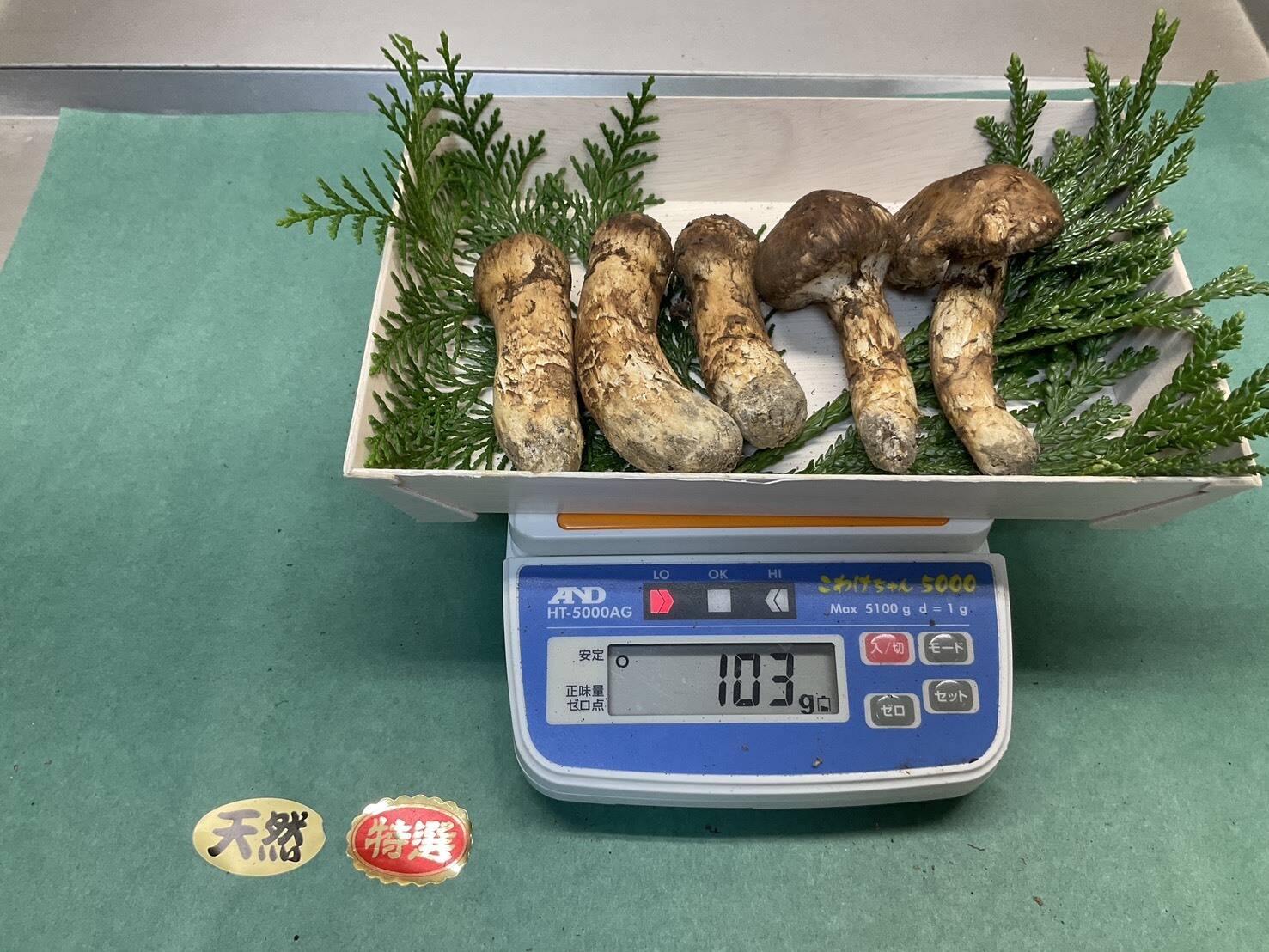 舞茸様 9505-219.JPG