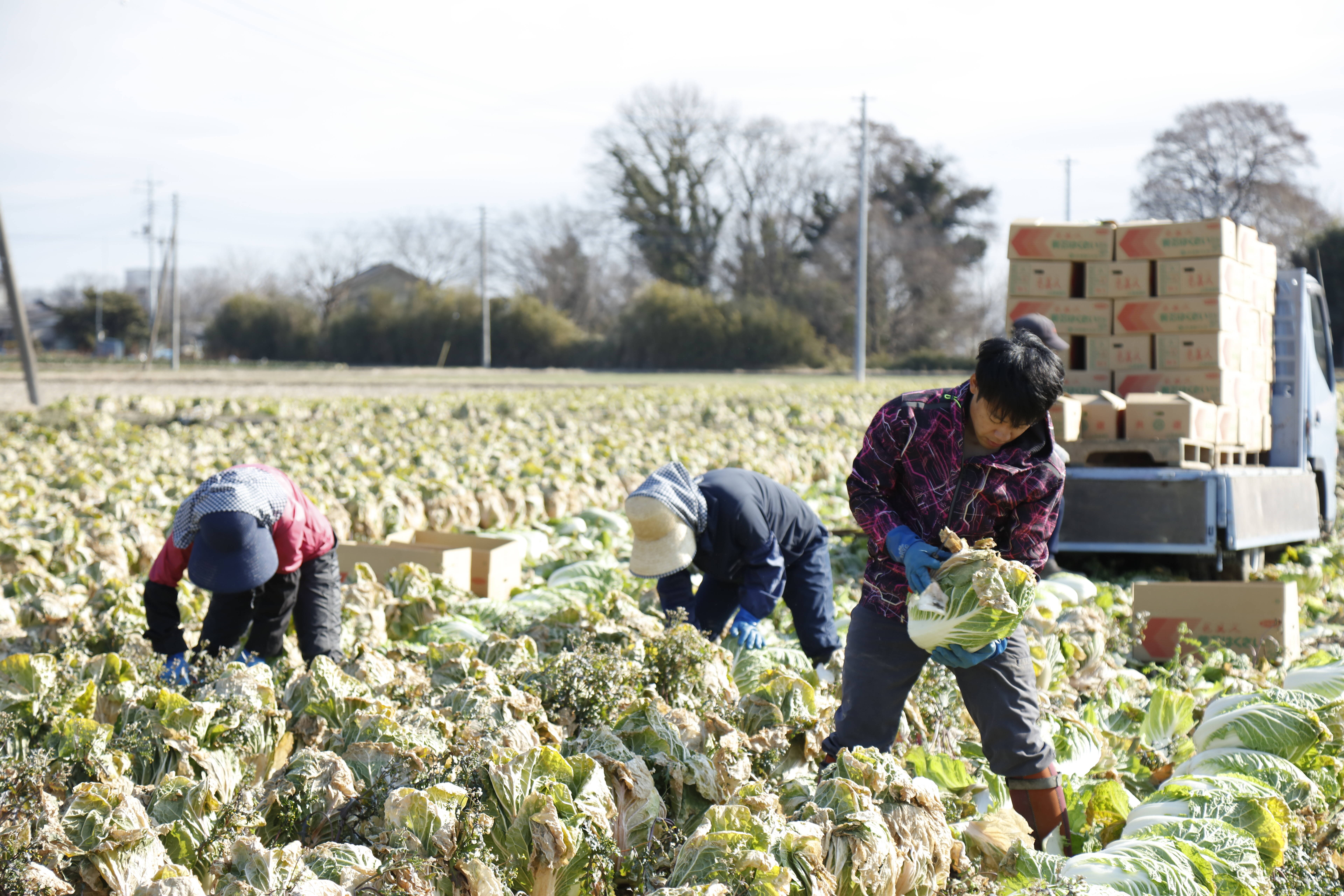 さいとう農園へのレビュー・商品：群馬県｜食べチョク｜産地直送(産直